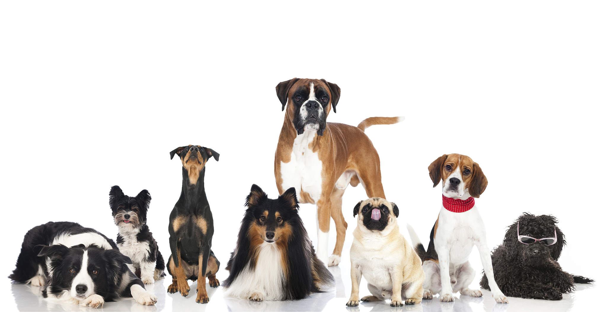 宠物免疫力下降怎么办？如何提高宠物免疫力？