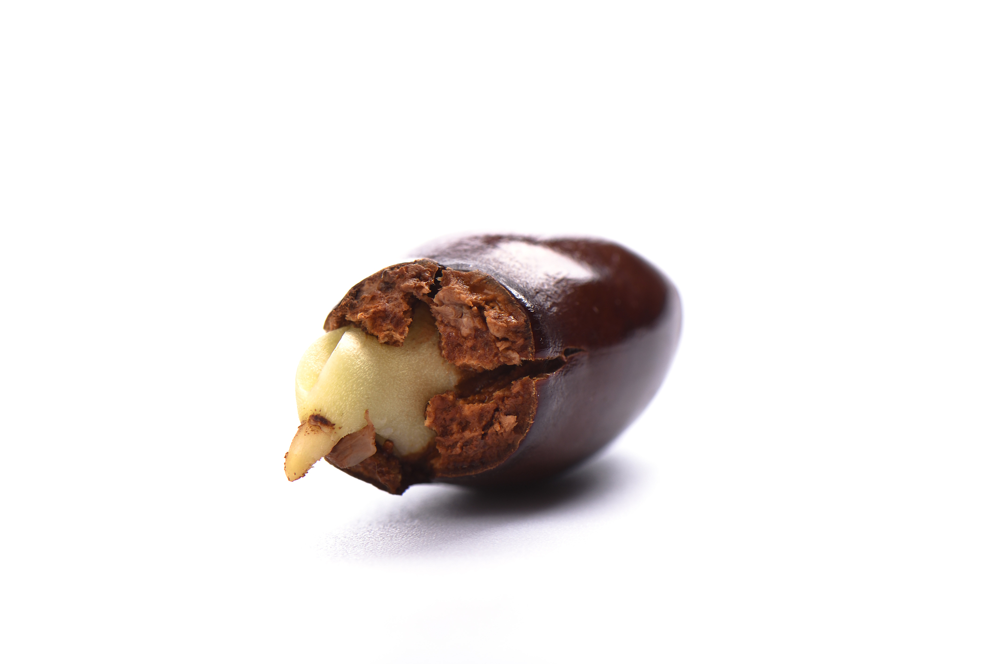 lychee, lat. litchi chinensis - chinese plum - first sprouts iso