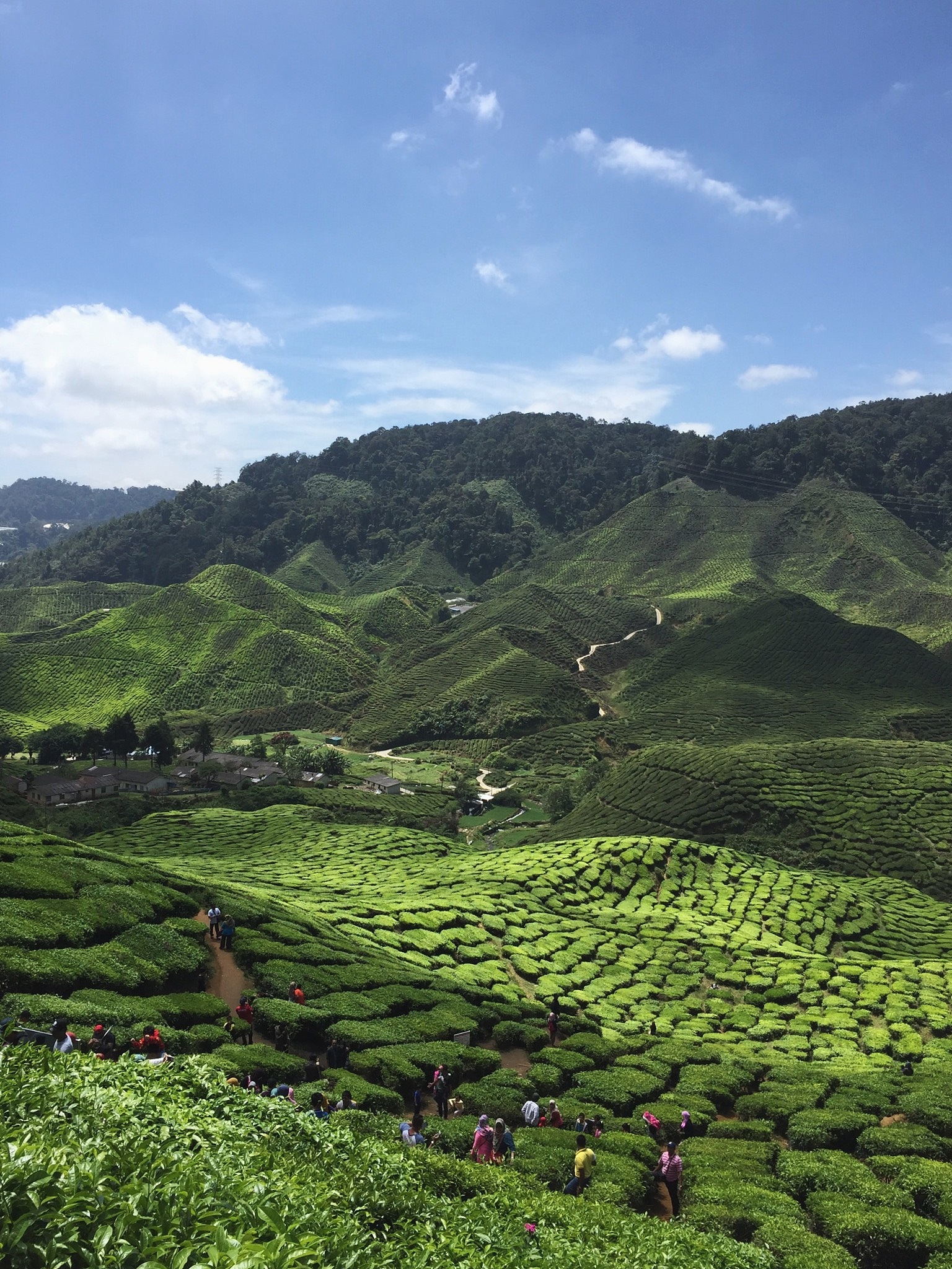 FIELD CROPS RESEARCH: 国际作物科学协会官方期刊
