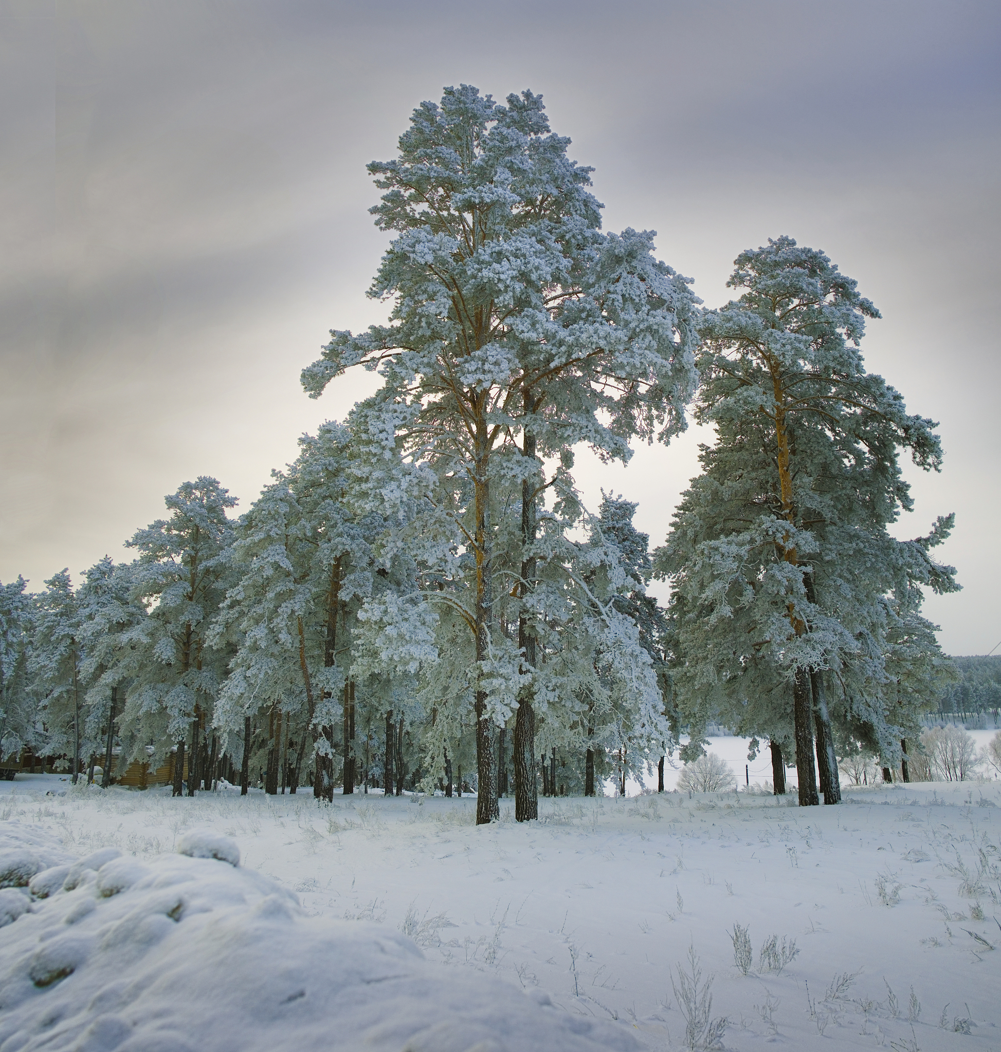 By combining daily gridded climate data and1489 k in situ phenological observations of 27 tree species from 5565 phenologicalobservation sites in Europe we show here that temporal changes in the risk