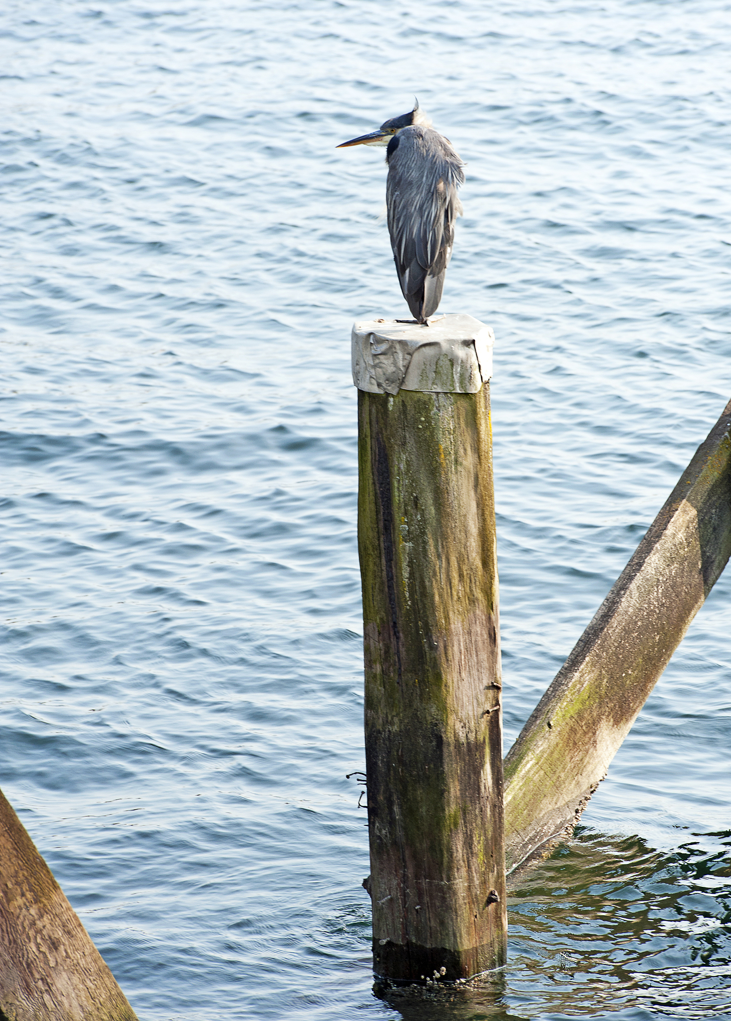 Python 学生成绩转换程序 - 将百分制成绩转换为等级