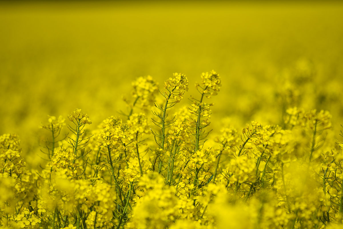 帮我写一首关于油菜花的古诗