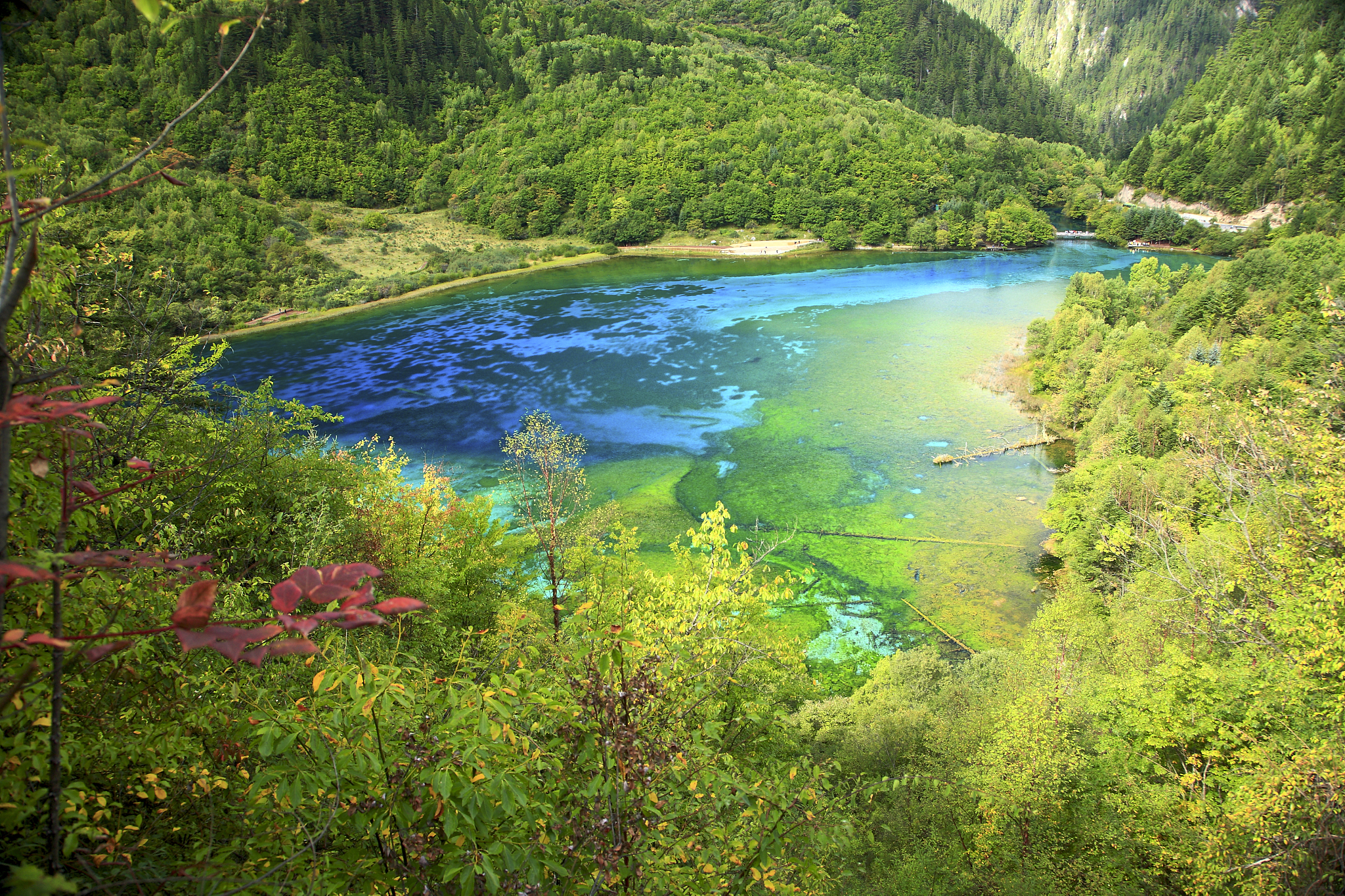 请用100字描述九寨沟树木沉积湖底湖面平静的景象