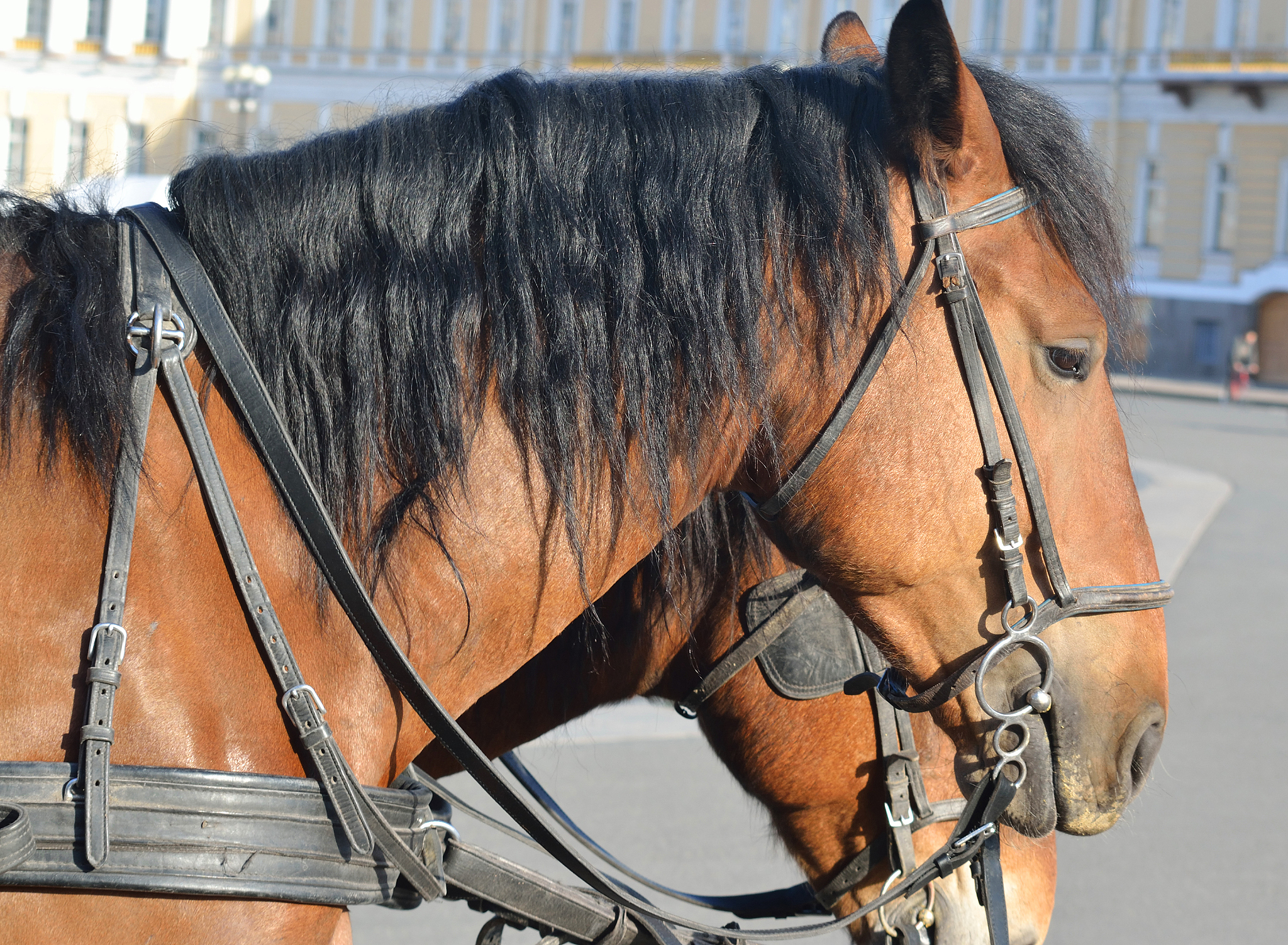 beautiful horse