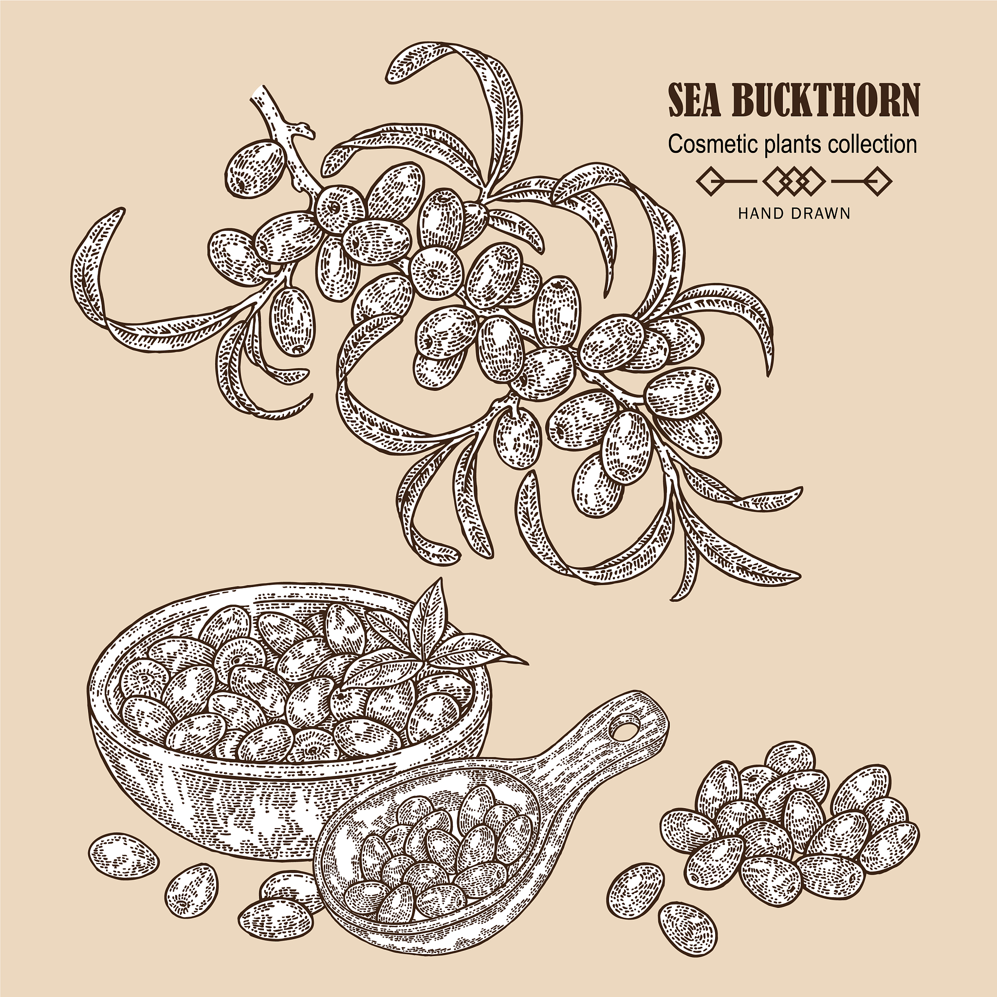 鼎鑫沙棘植物盖片制作工艺详解 - 从采摘到包装