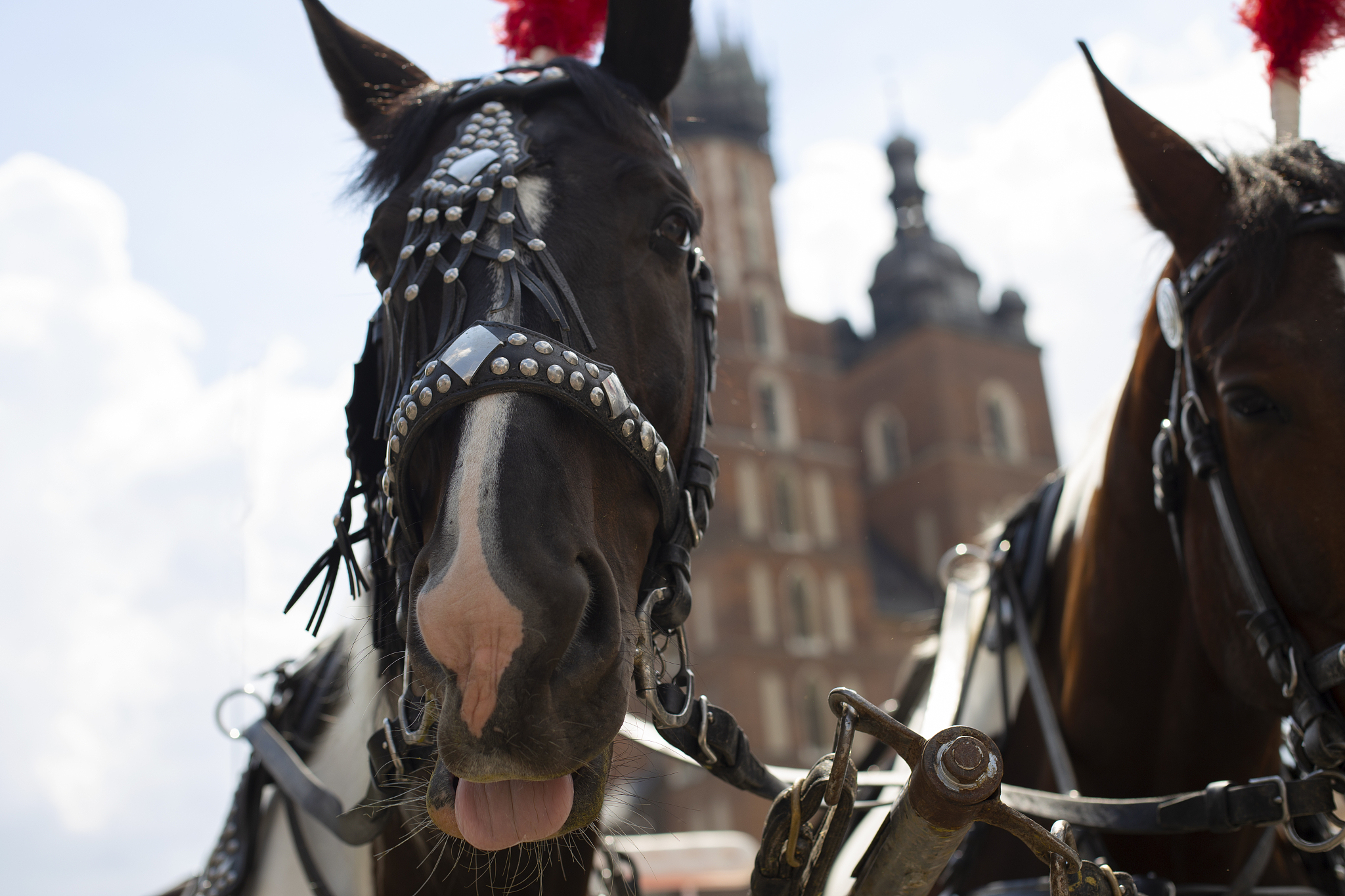 tourist horse with the tongue out