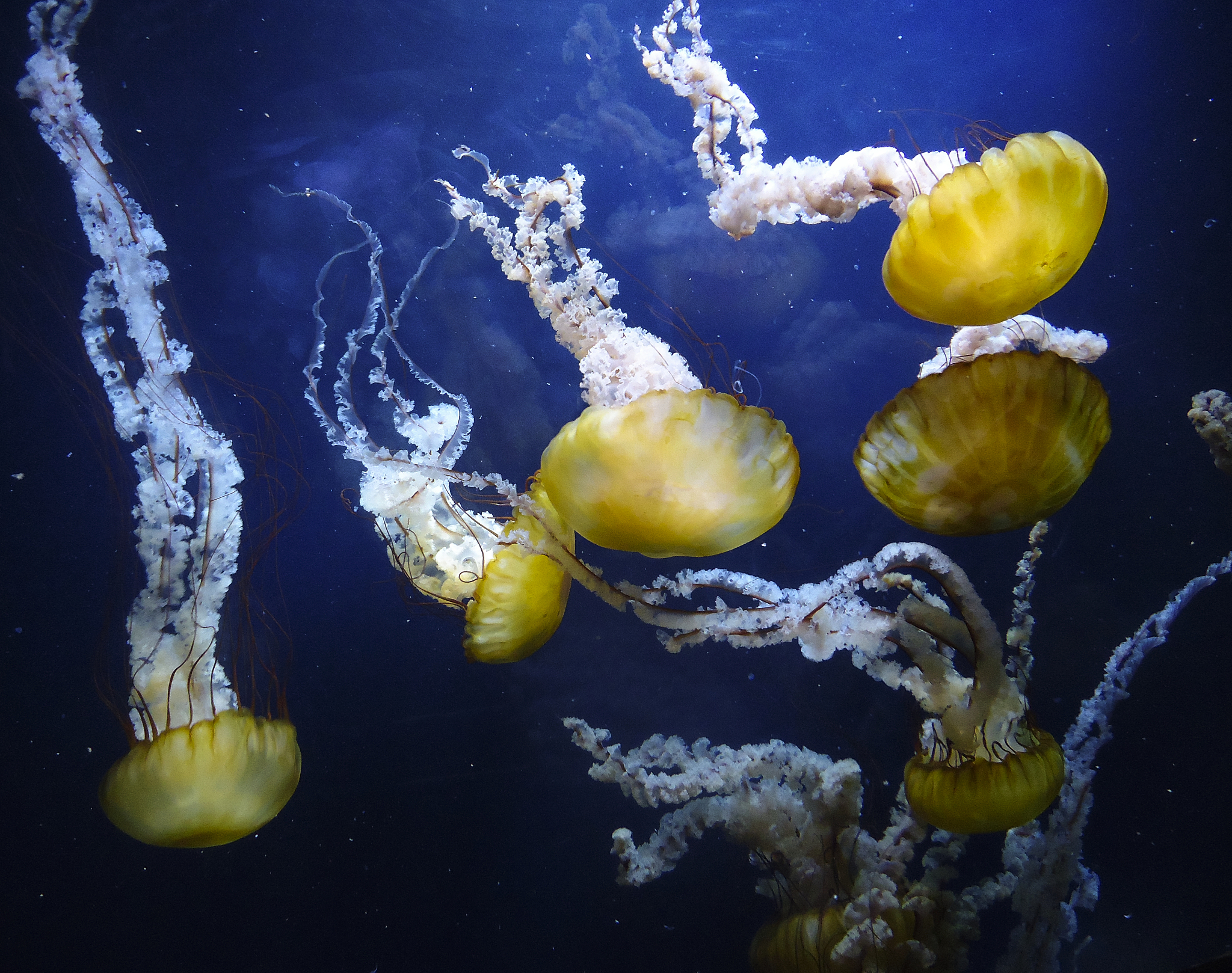 jelly fish in the bay