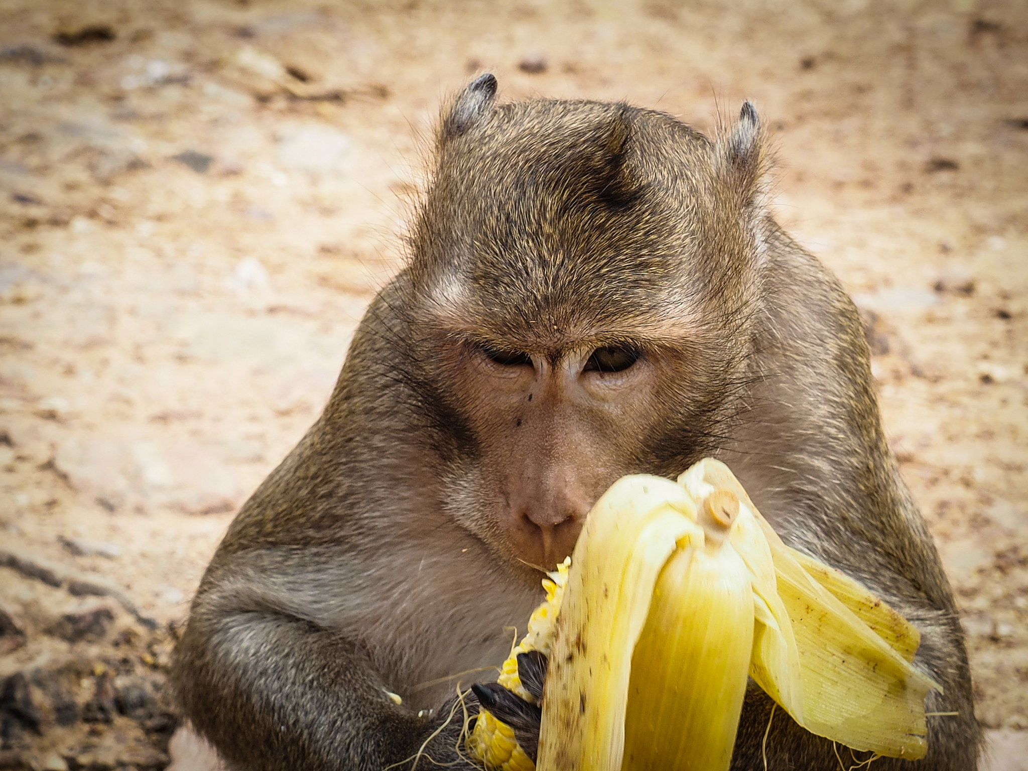 戈舍瑞林临床前动物试验的几篇文献