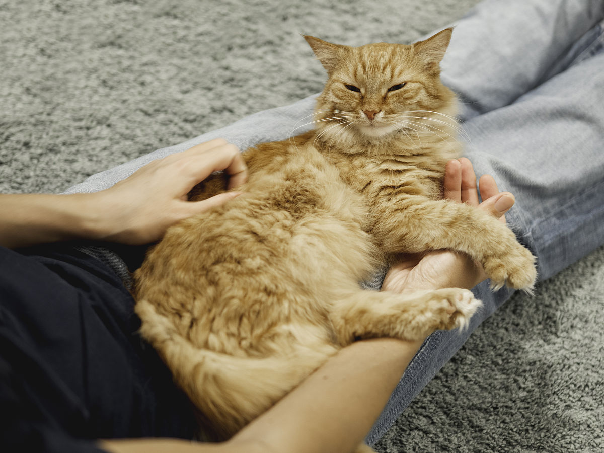 扮演一名猫猫主人写出5条撸猫日常文章标题