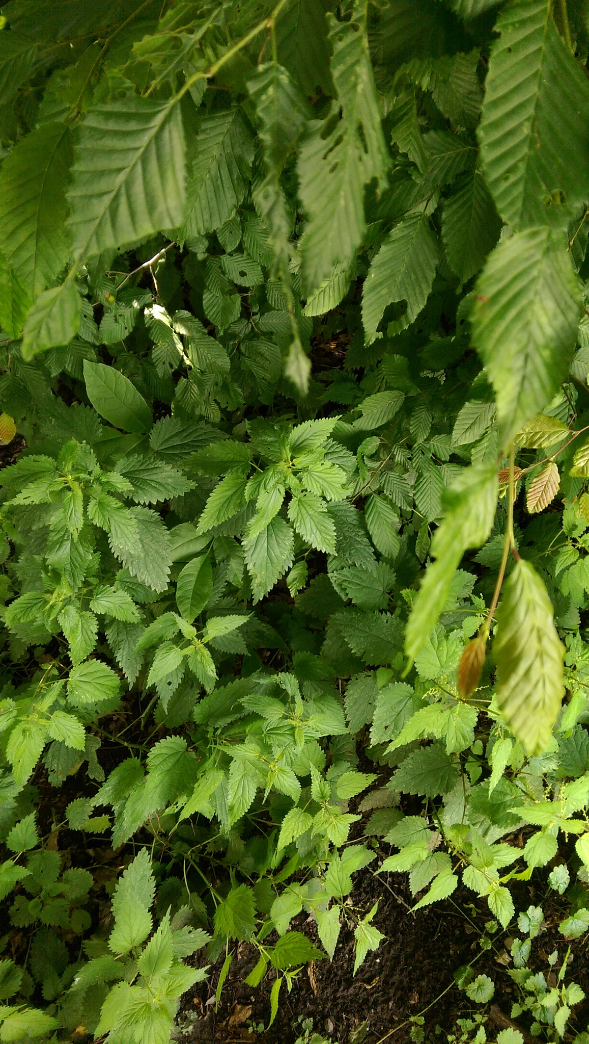high angle view of plants growing on field