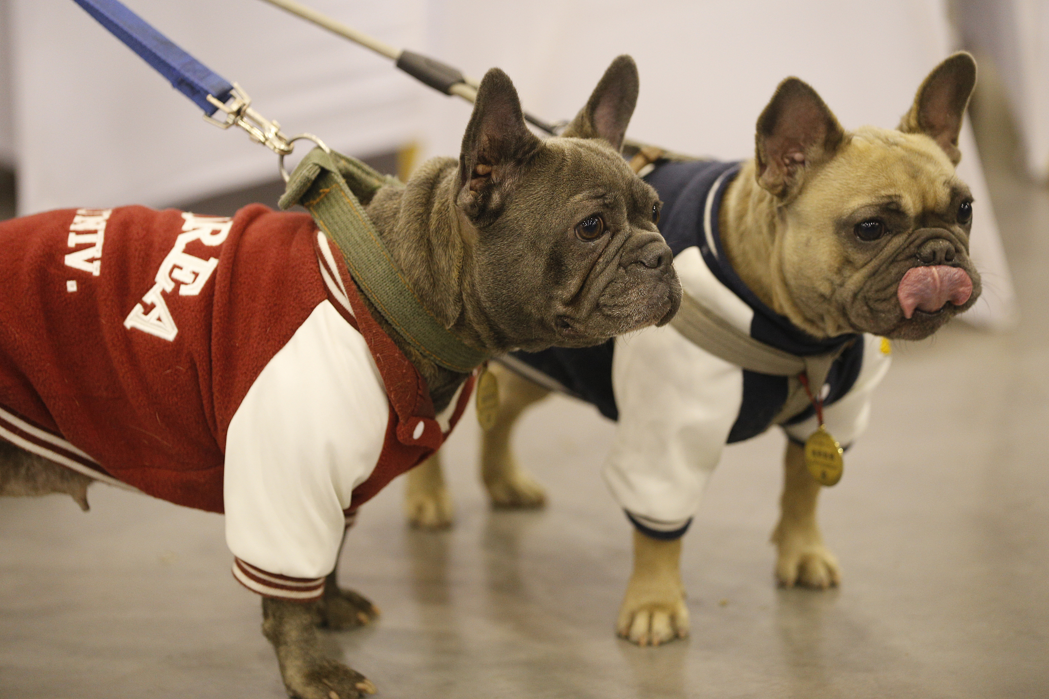 黑龙江生物科技职业学院宠物临床诊疗技术专业怎么样？好学吗？