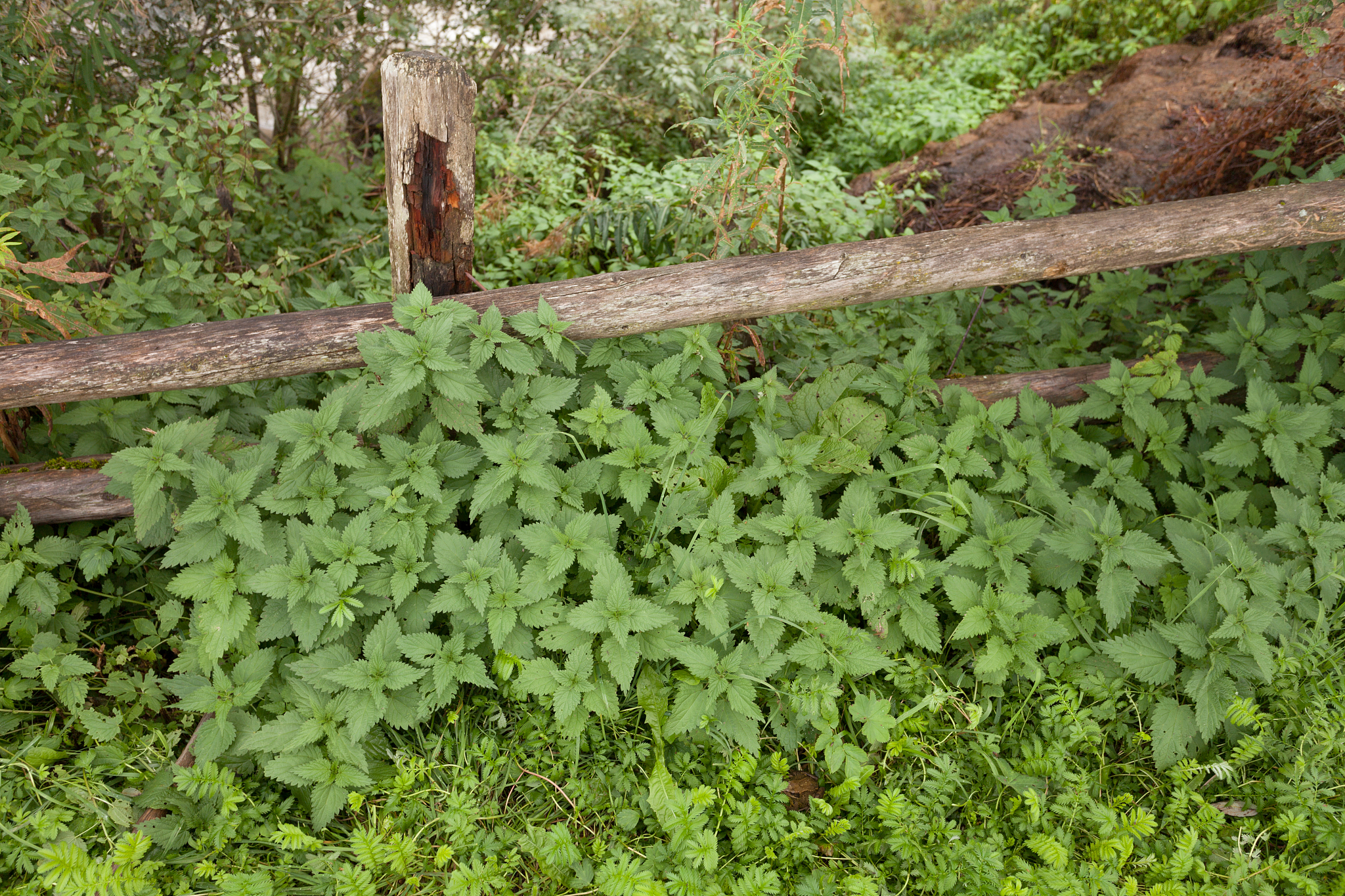 natural nettle plant next to a fence in a mountain pasture