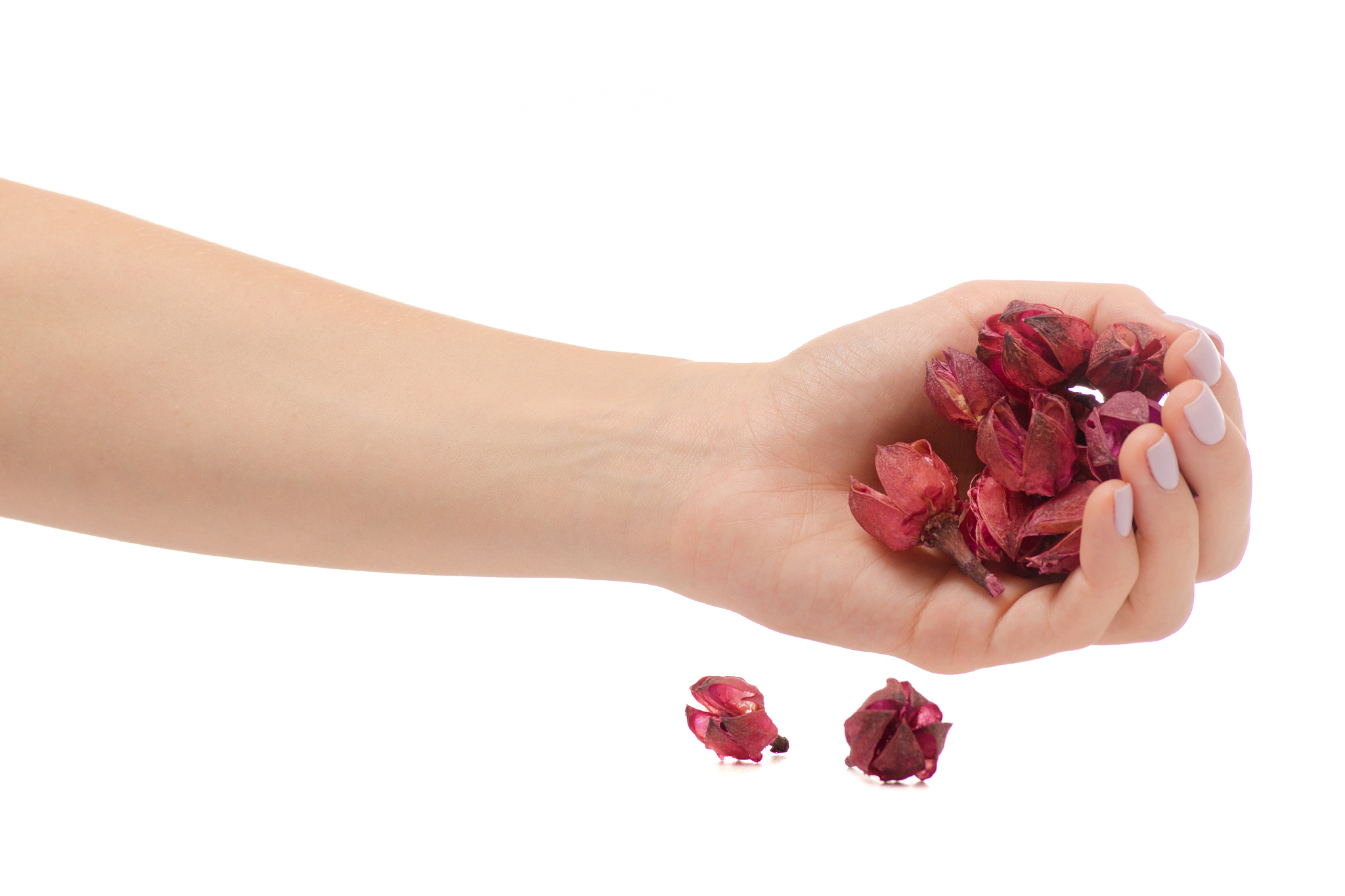 female hand holding dry decorative flowers