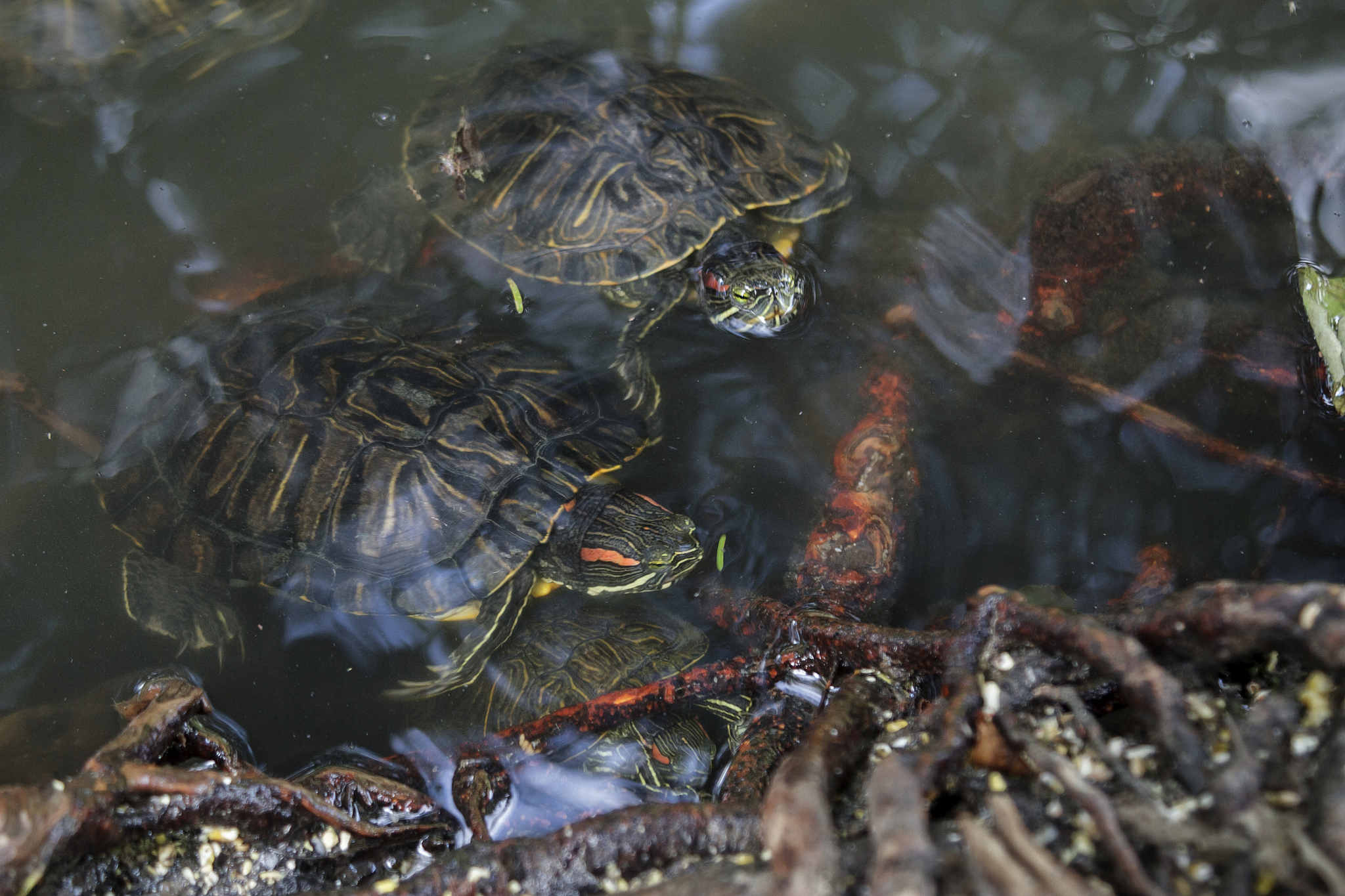 爱护小动物，保护生态平衡：小明和爸爸的公园之旅