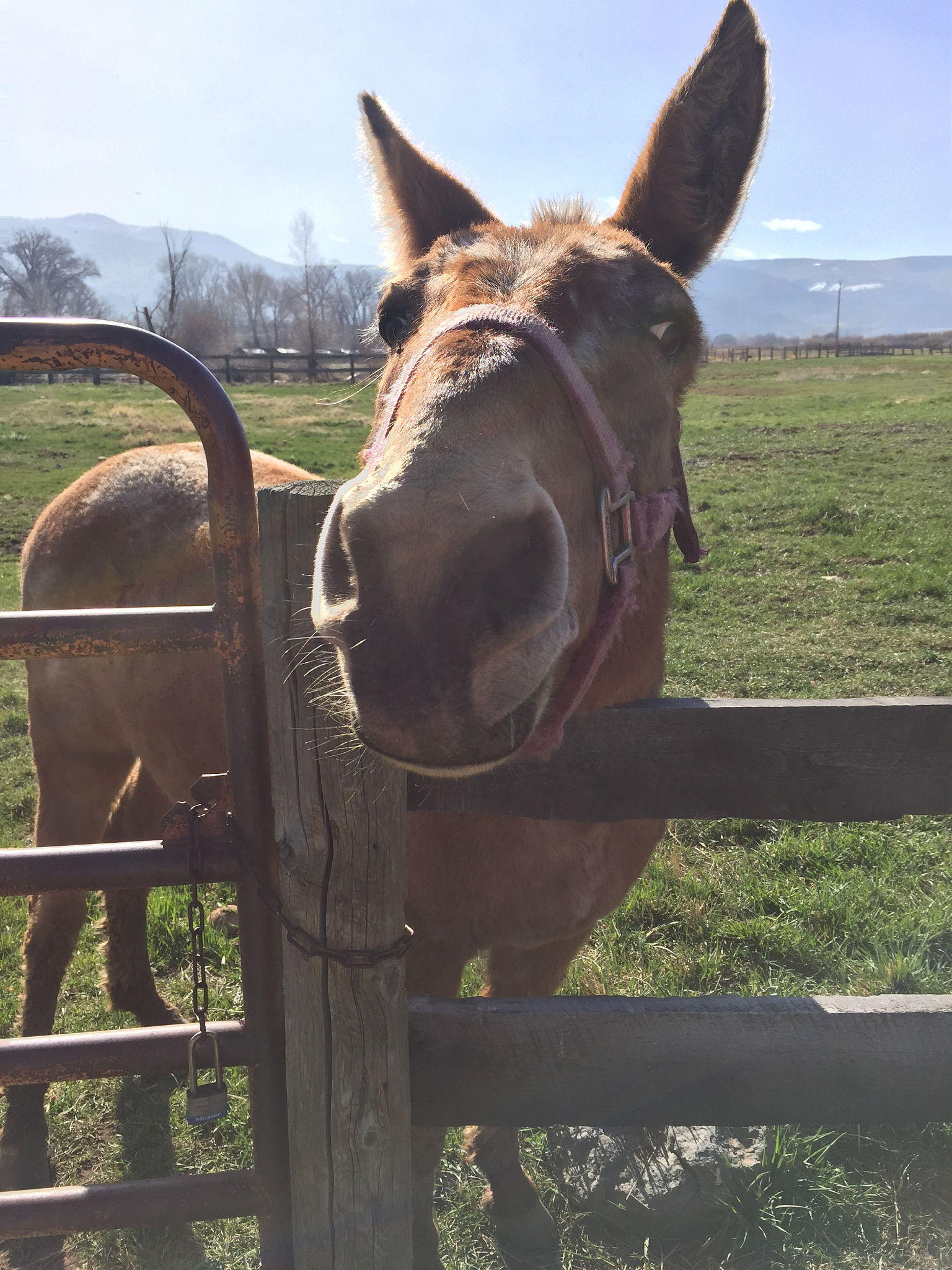 donkey