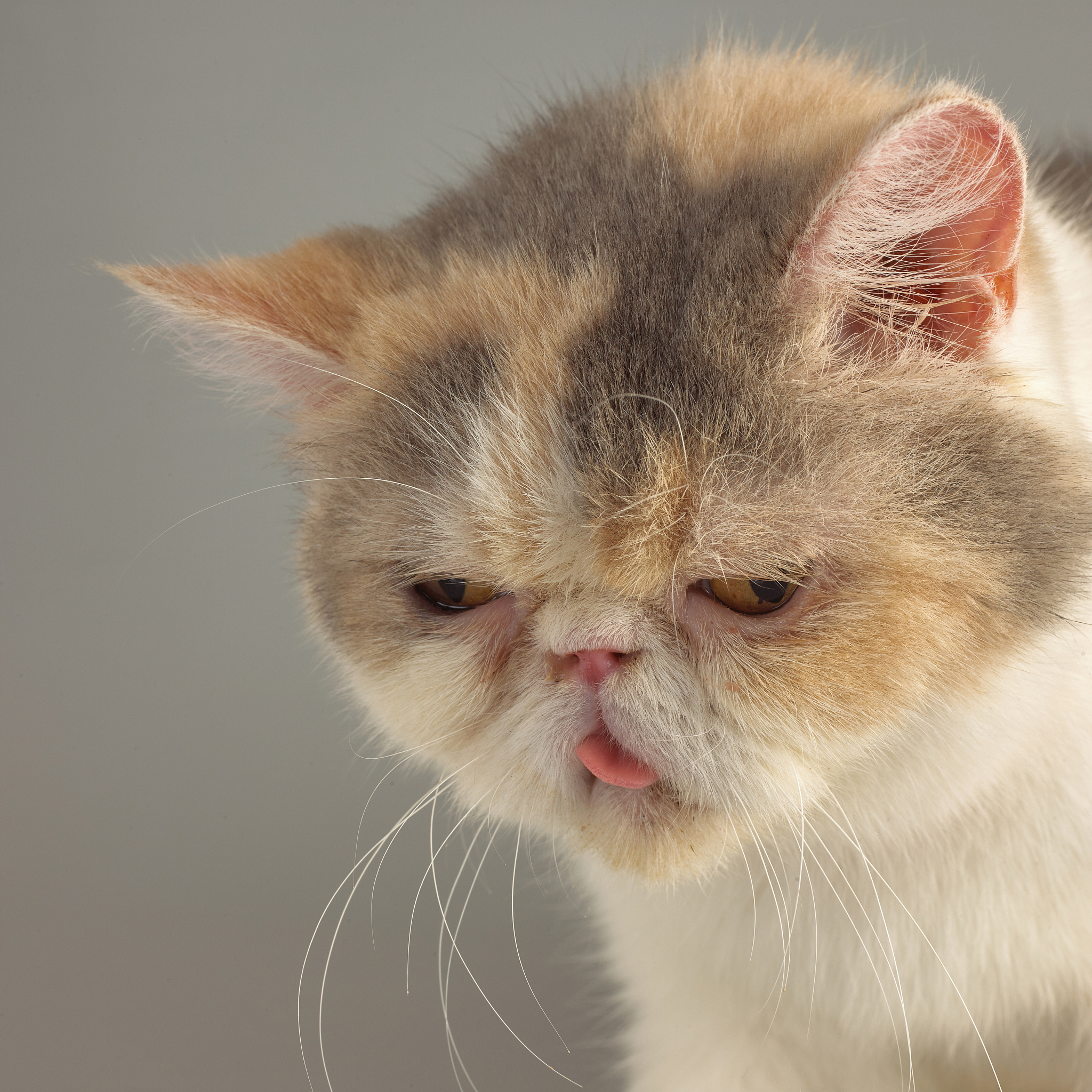 加菲猫积木：创意无限，搭建你的加菲猫世界