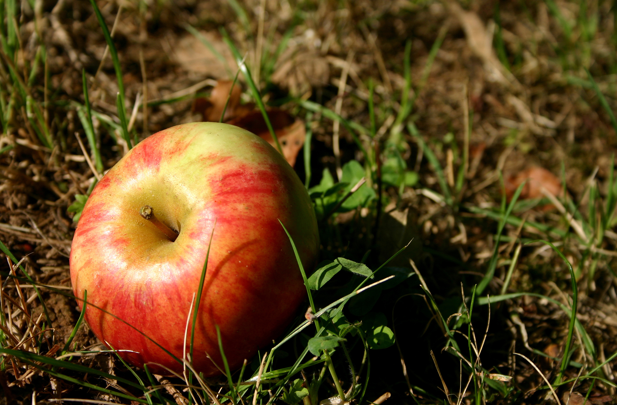 apple