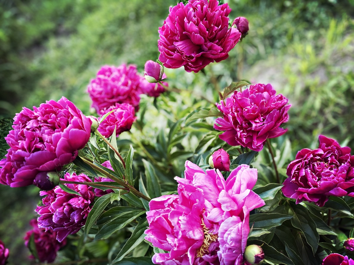 芍药和牡丹的区别200字左右详细描述一下