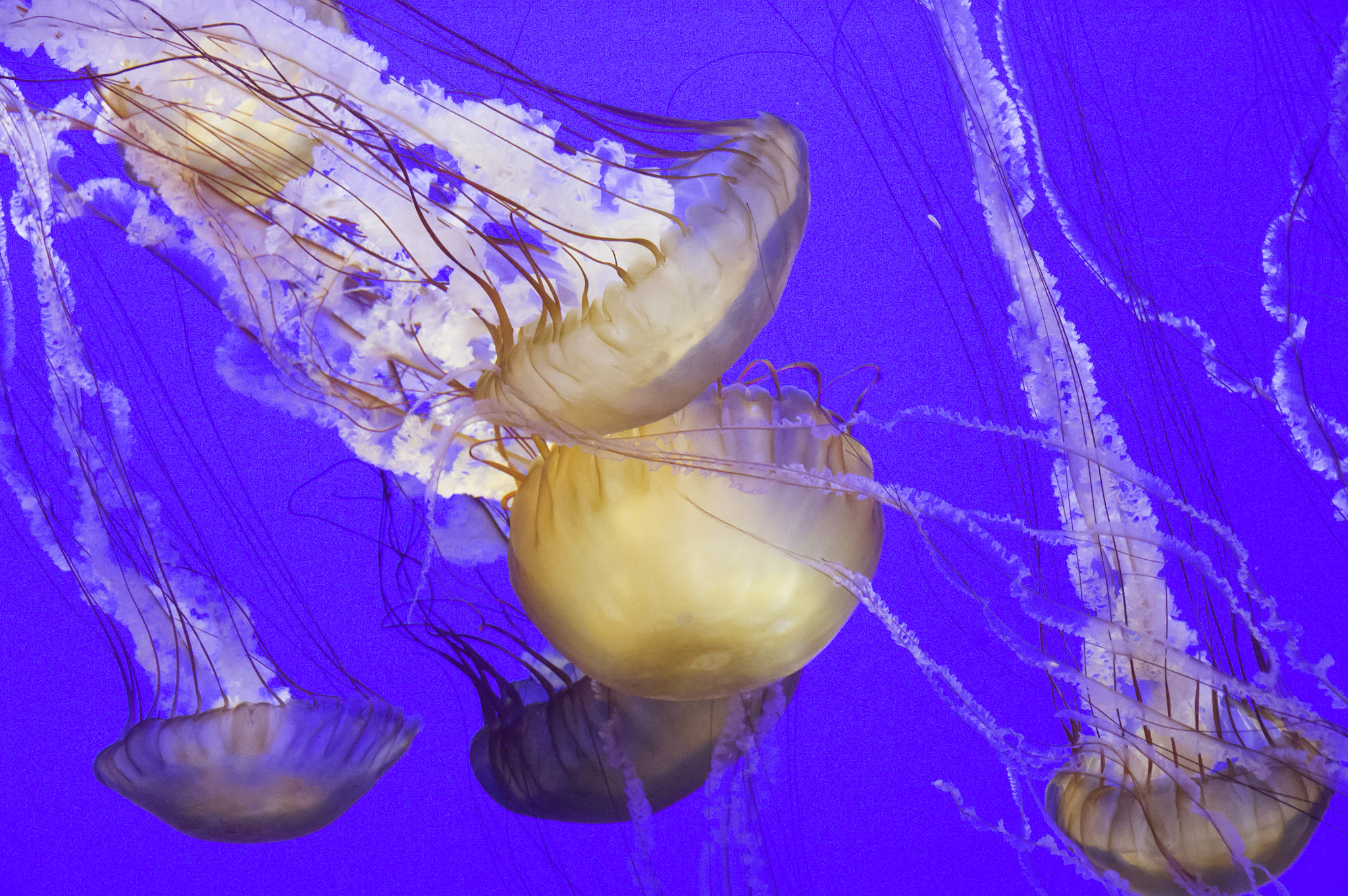 请600字博客文章主题是：海蜇是水母吗