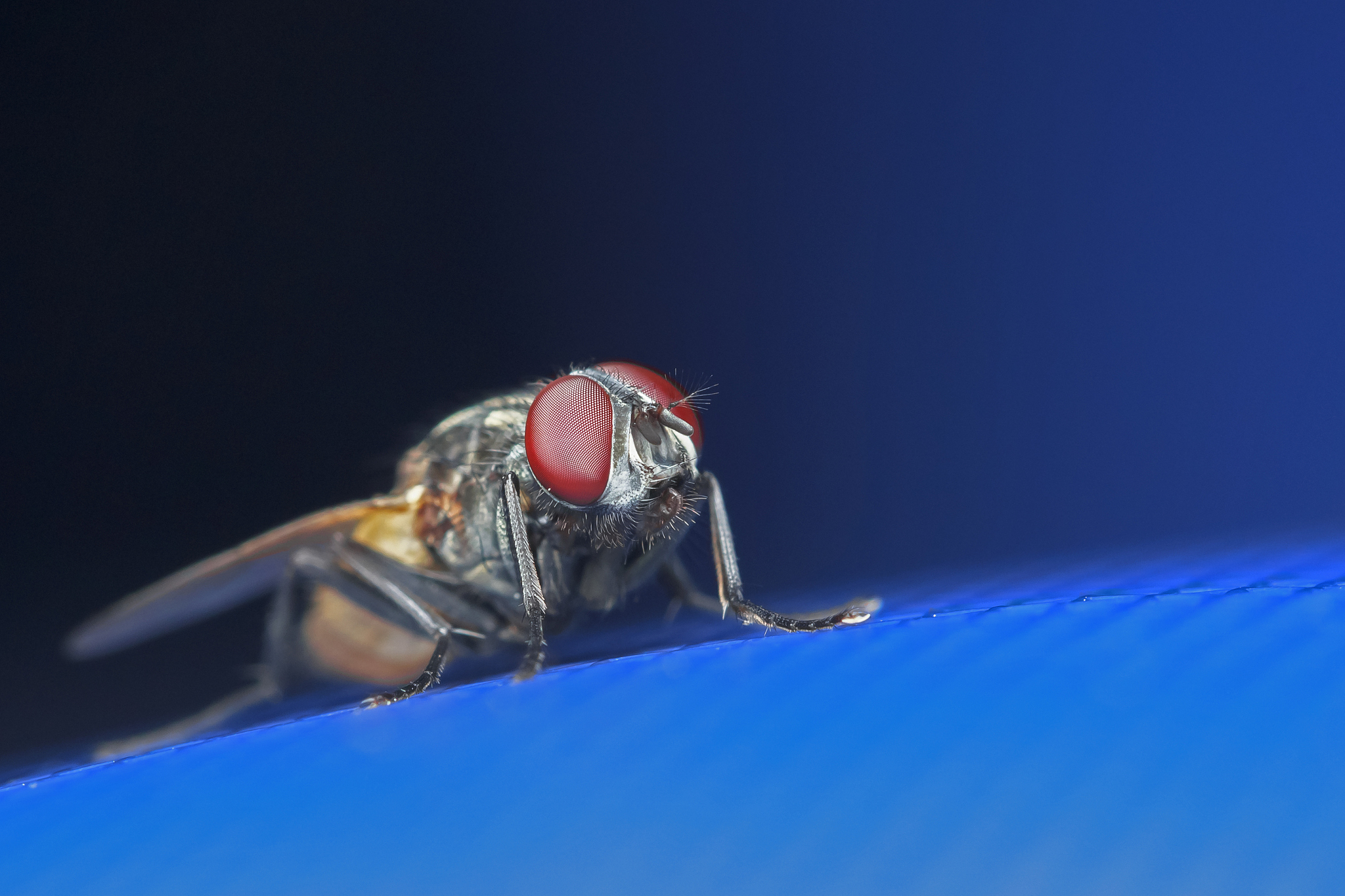 埃及生物害虫防治杂志：生物防治研究的领先期刊