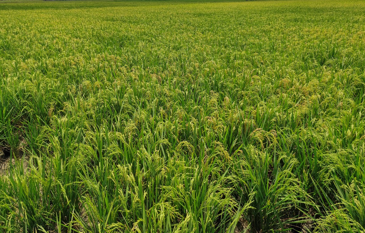 国家野生稻种质资源研究中心参观报告：保护与利用野生稻资源