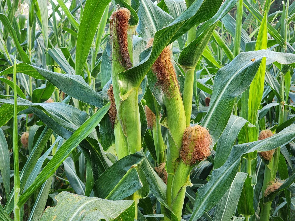 种植玉米指南：从品种选择到土壤评估