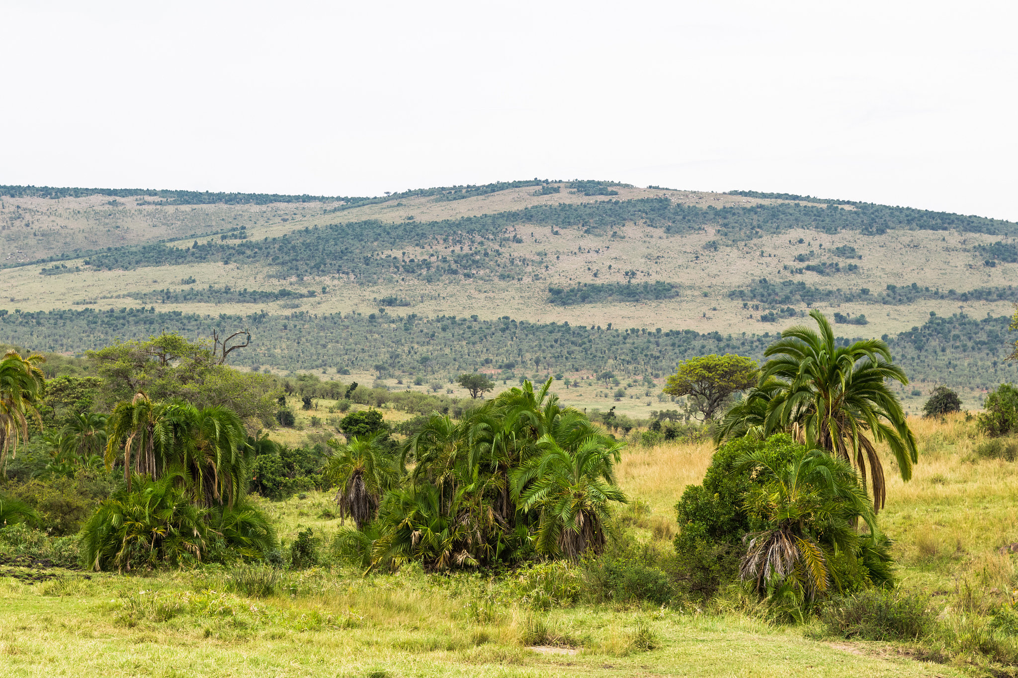 savannah can be and such. masai mara, kenya