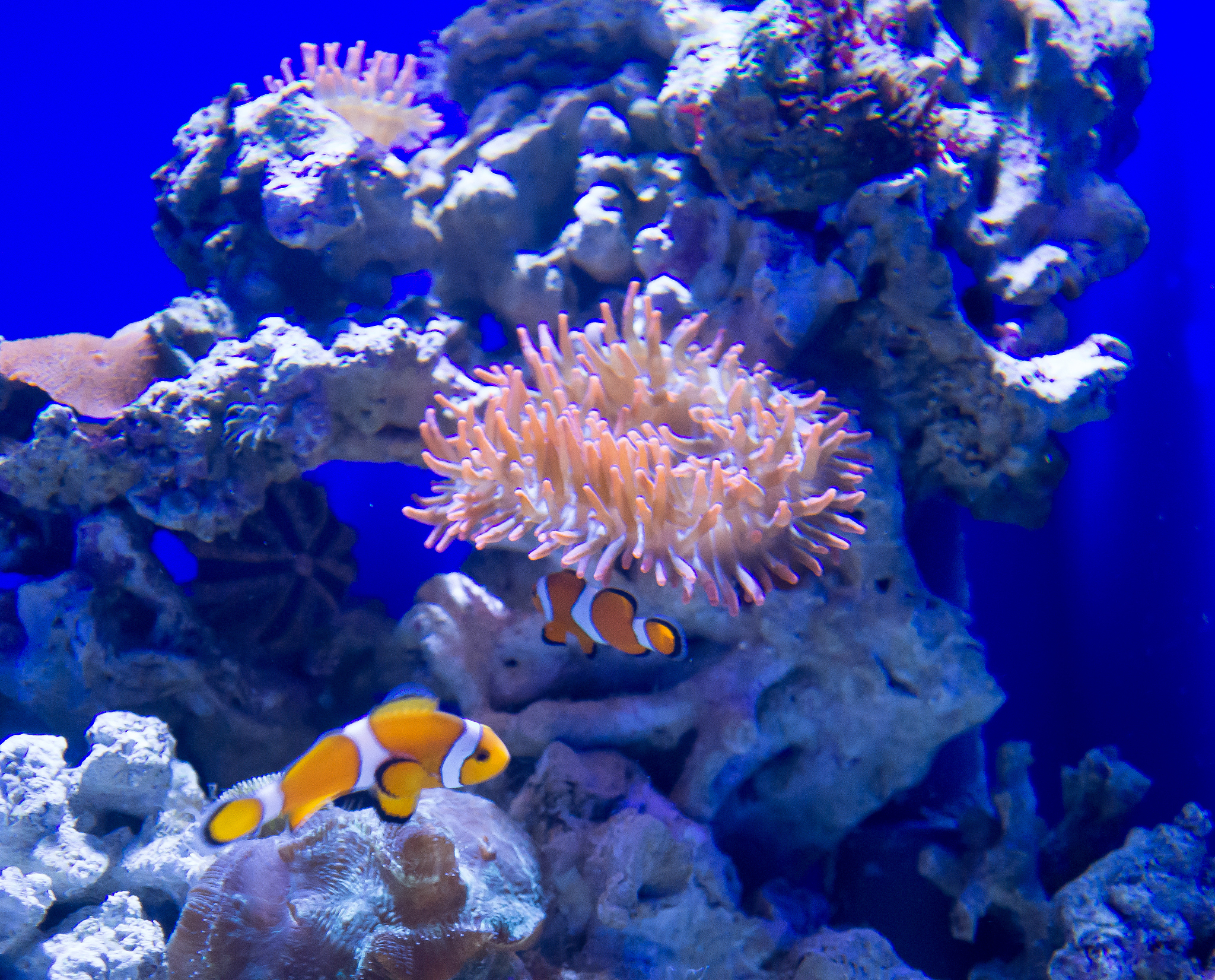 写一篇海缸的文案