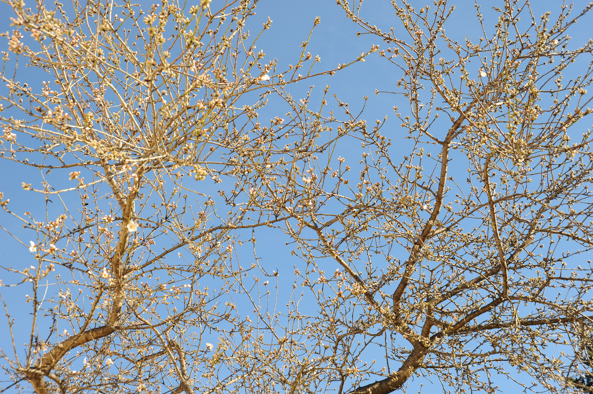 mandelblüte in spanien