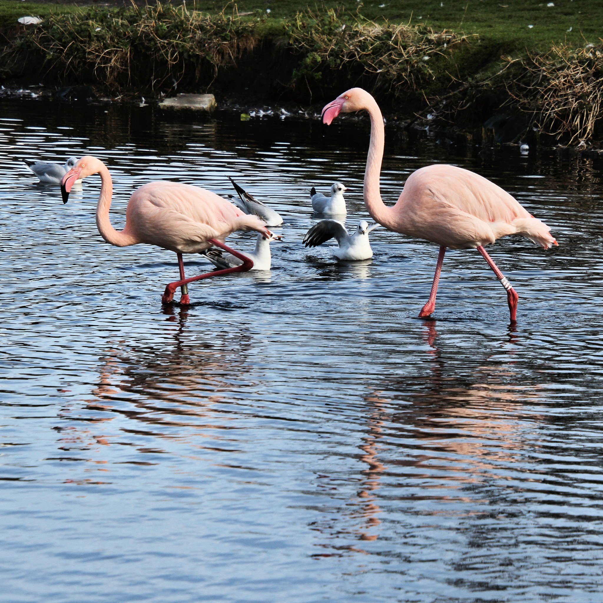 a picture of 2 flamingos