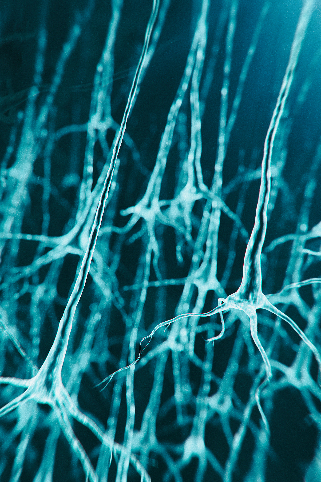 下视丘：大脑中调节生理功能的关键区域