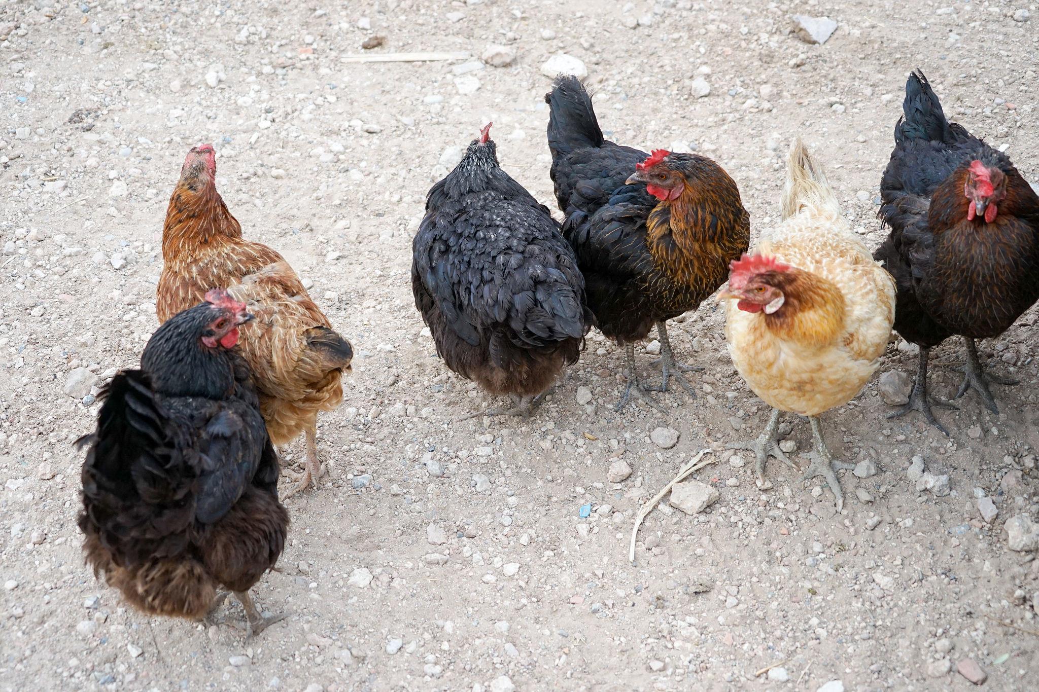 chicken farm and chickens