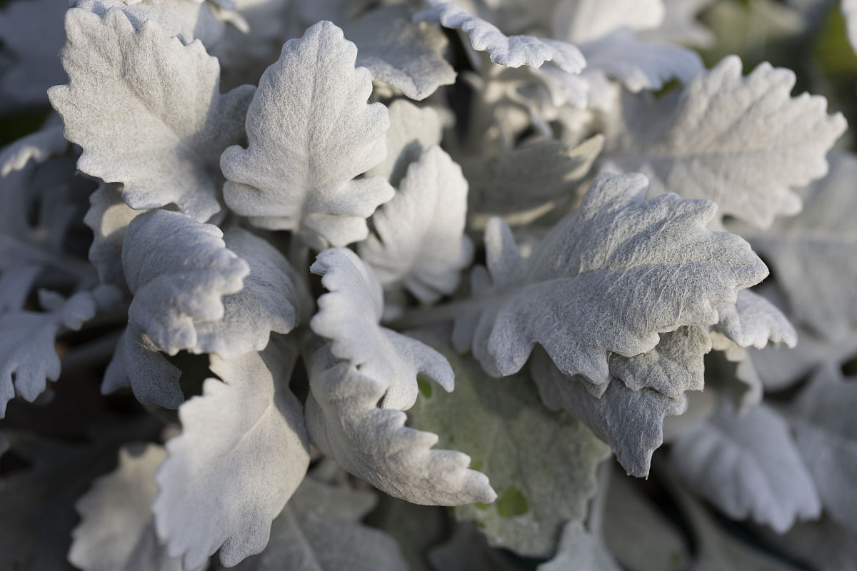 你能根据炉石传说酒馆战棋模式已有的英雄和卡牌设计一些新的具有极佳平衡性和创意性的英雄技能吗