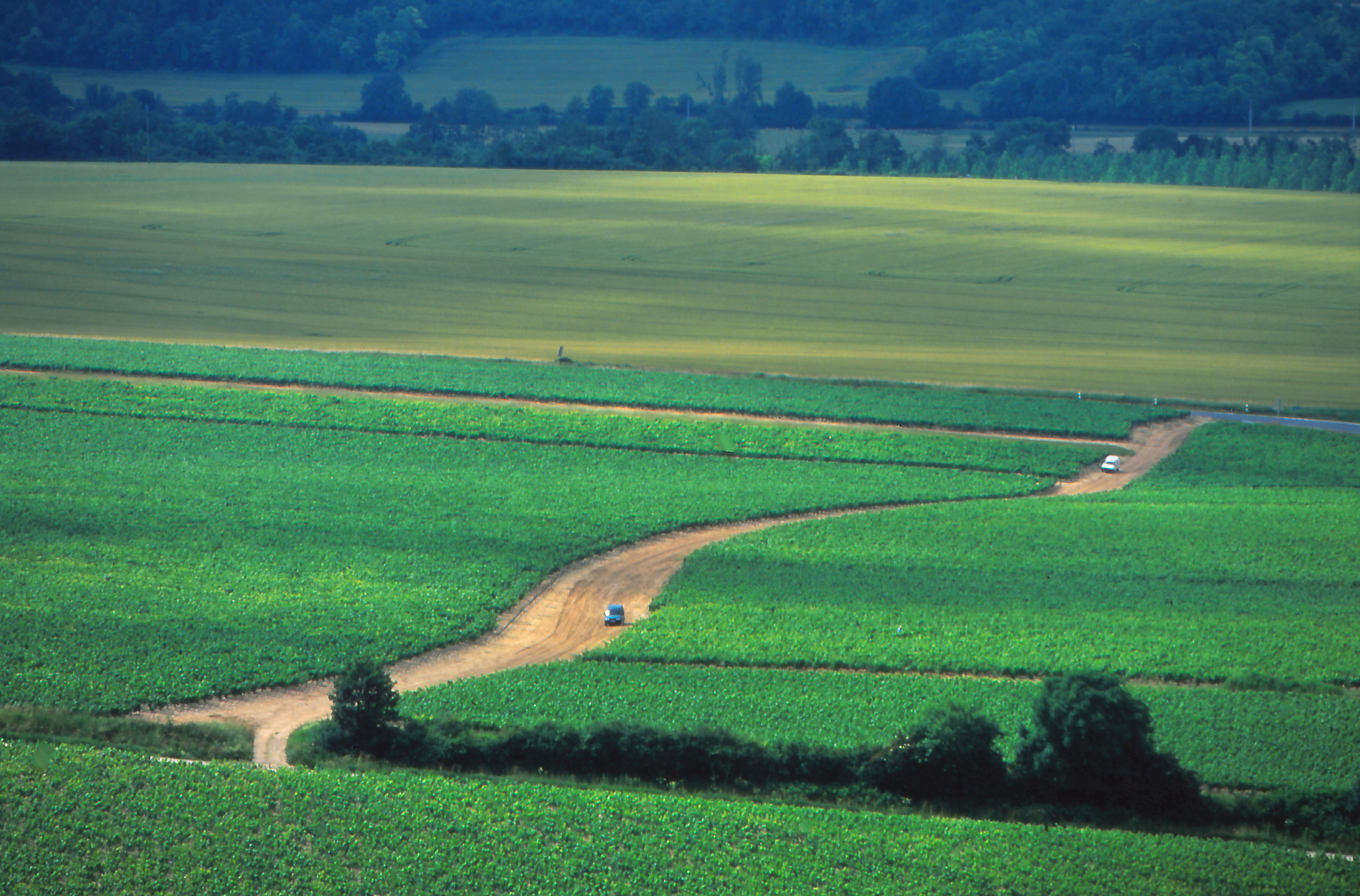 vineyards in the chablis area of burgundy, france