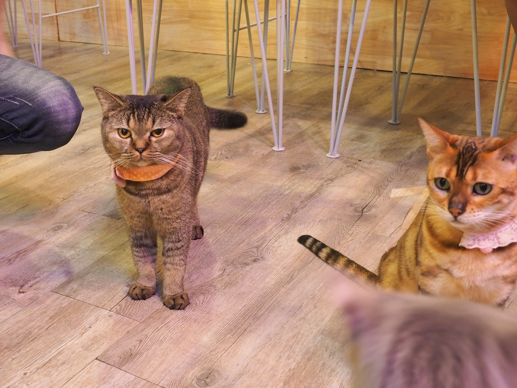 猫多久会认定你为主人？