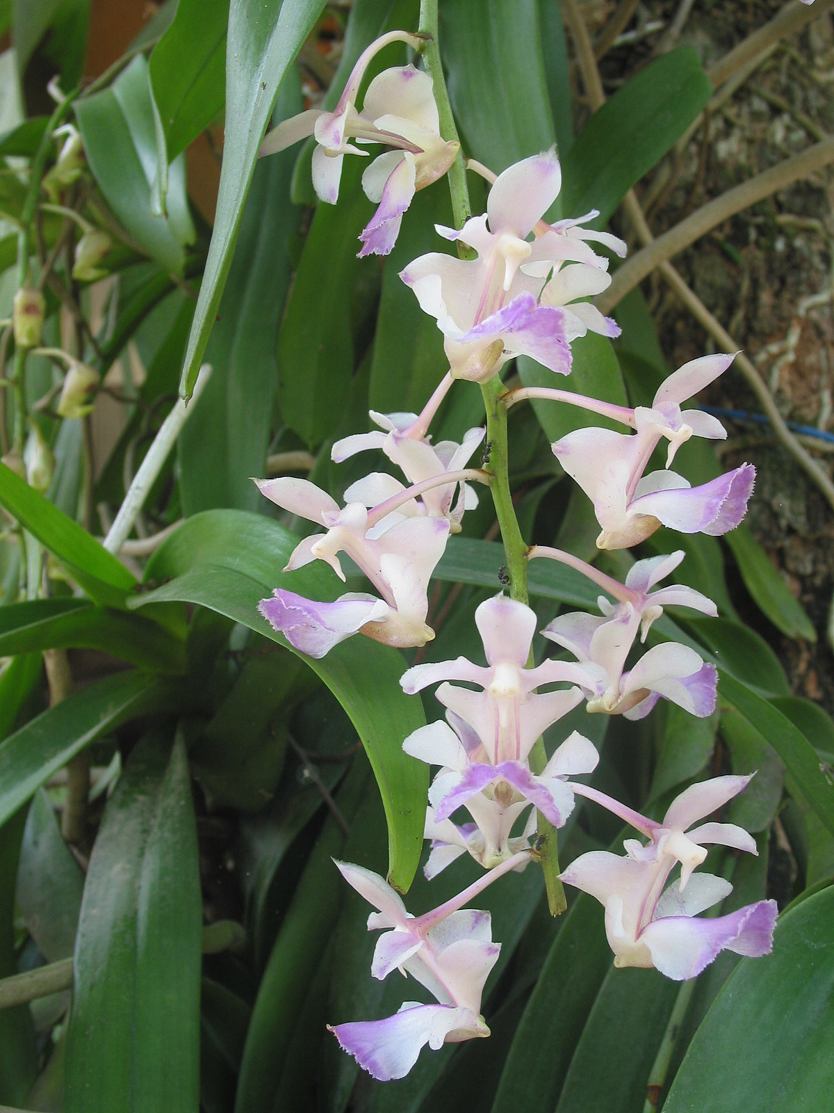 orchids