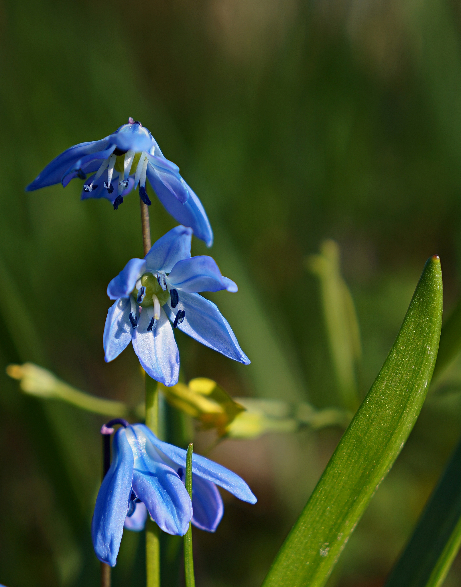 close-up of purple flowering plant