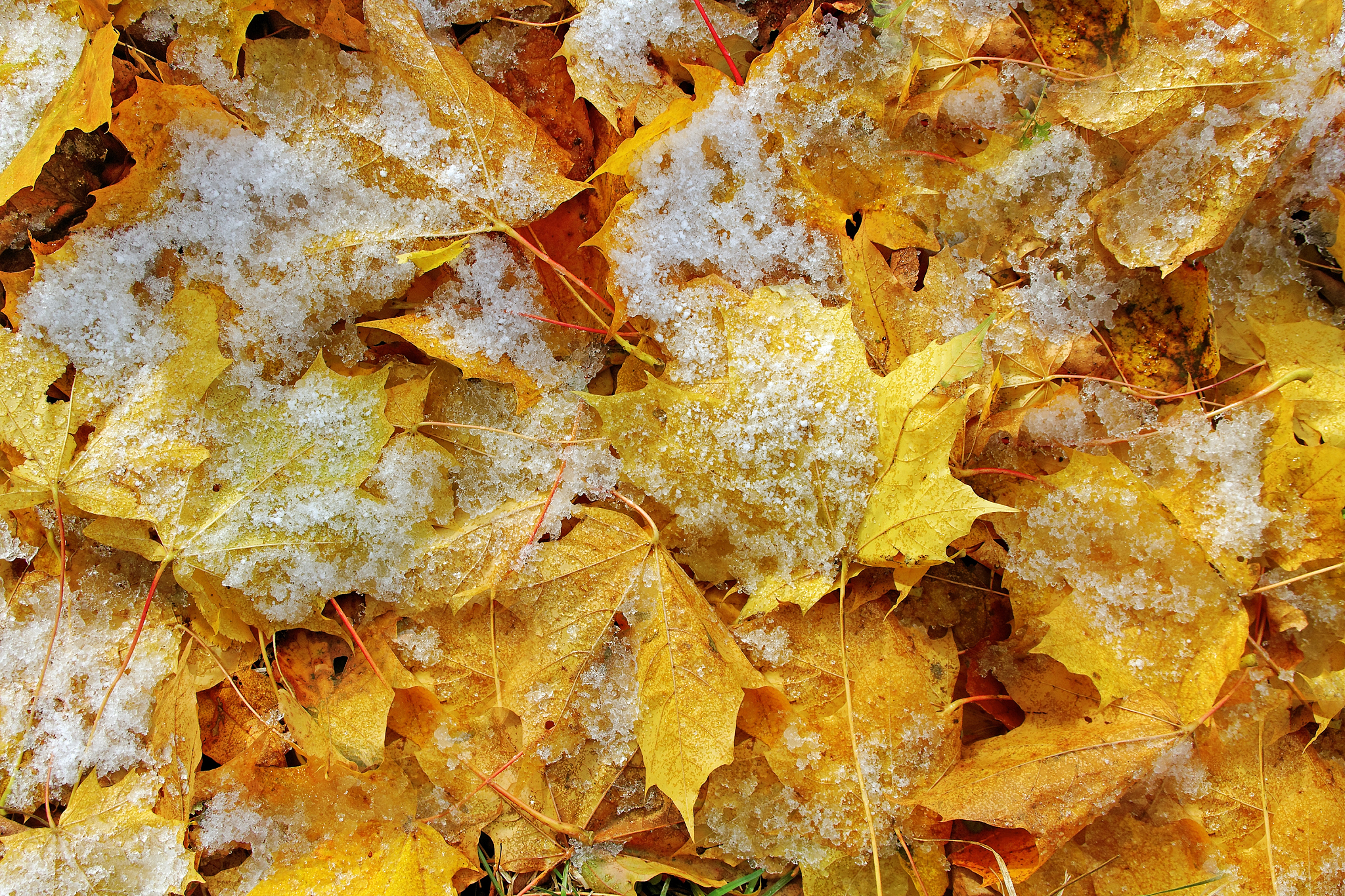 winter leafs.