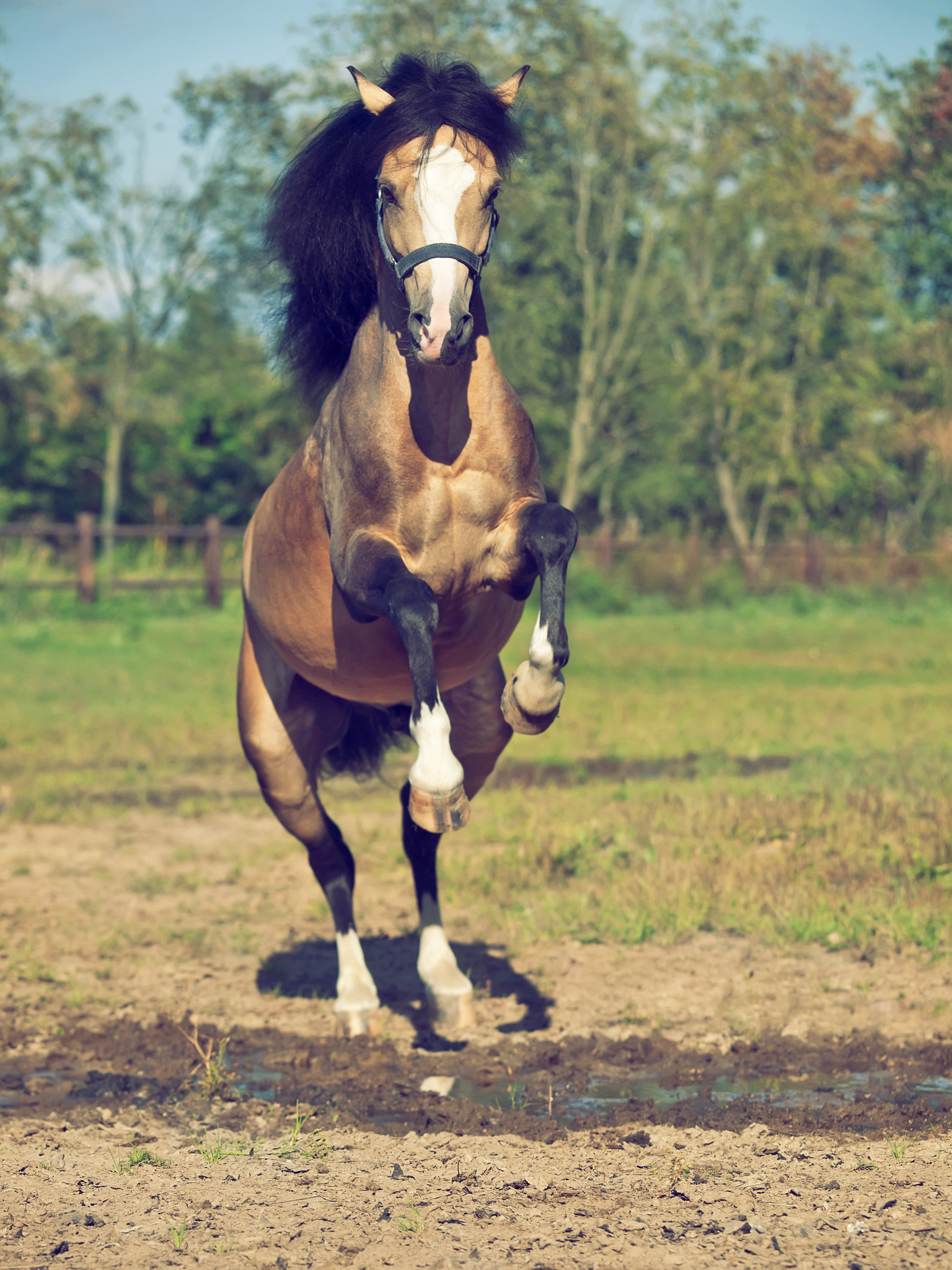 jumping buckskin welsh pony