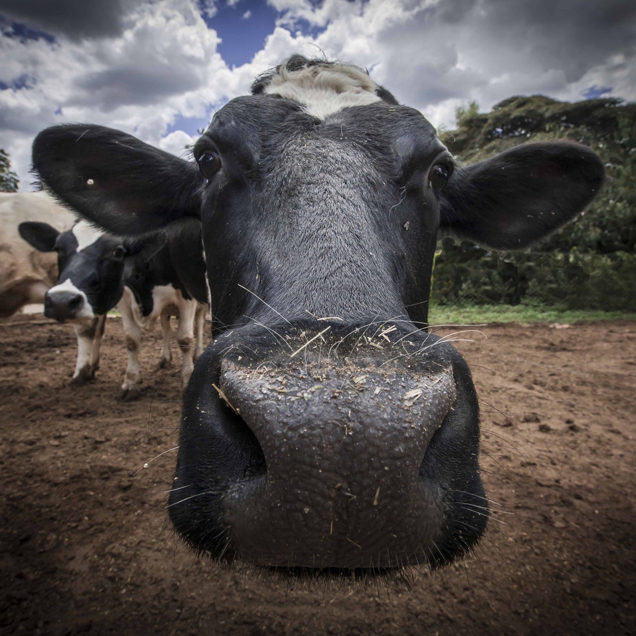 根据以下内容写出一条30字的短视频原创标题：苏格兰高地牛是牛牛界的非主流。 1