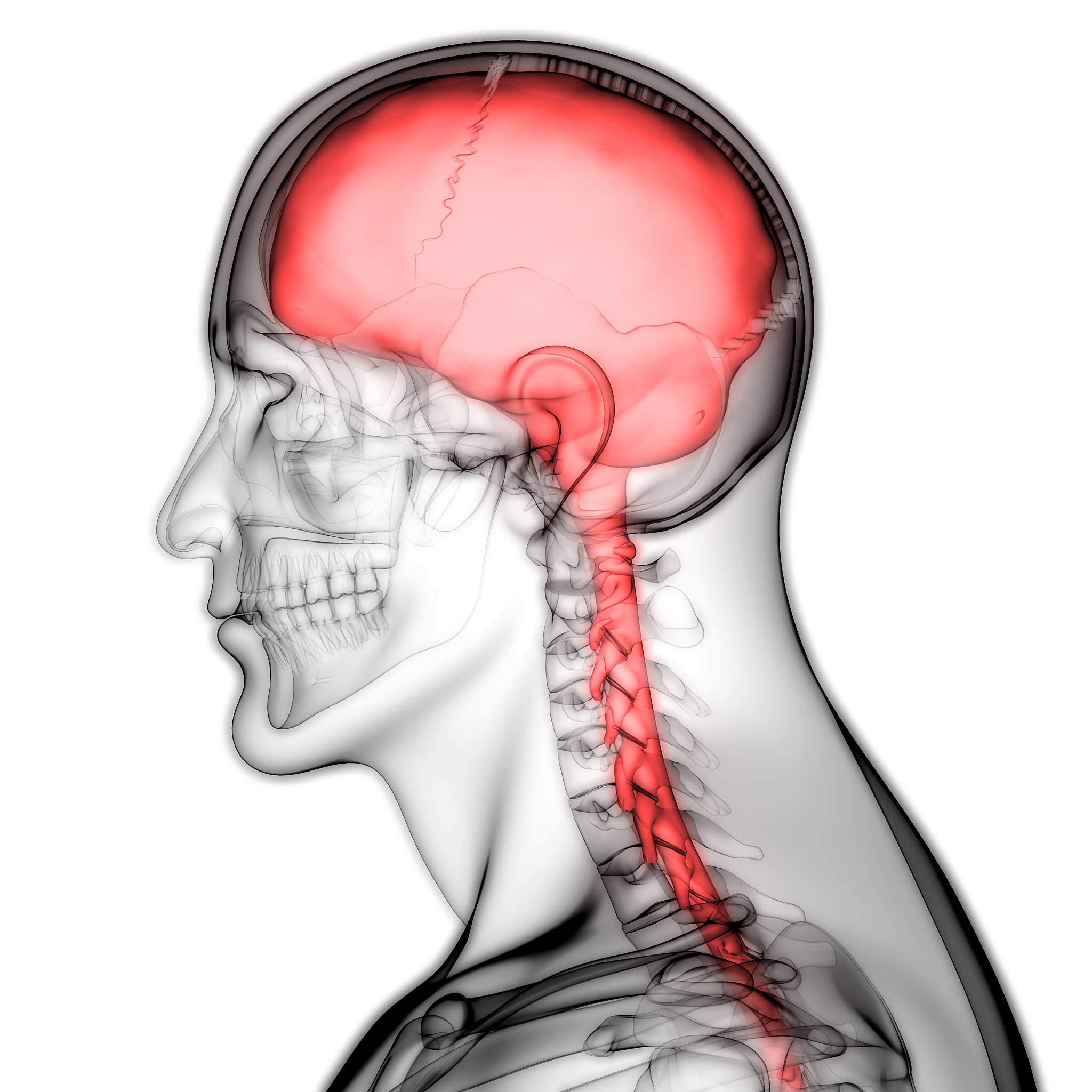 被打晕的科学原理：人体构造的脆弱之处