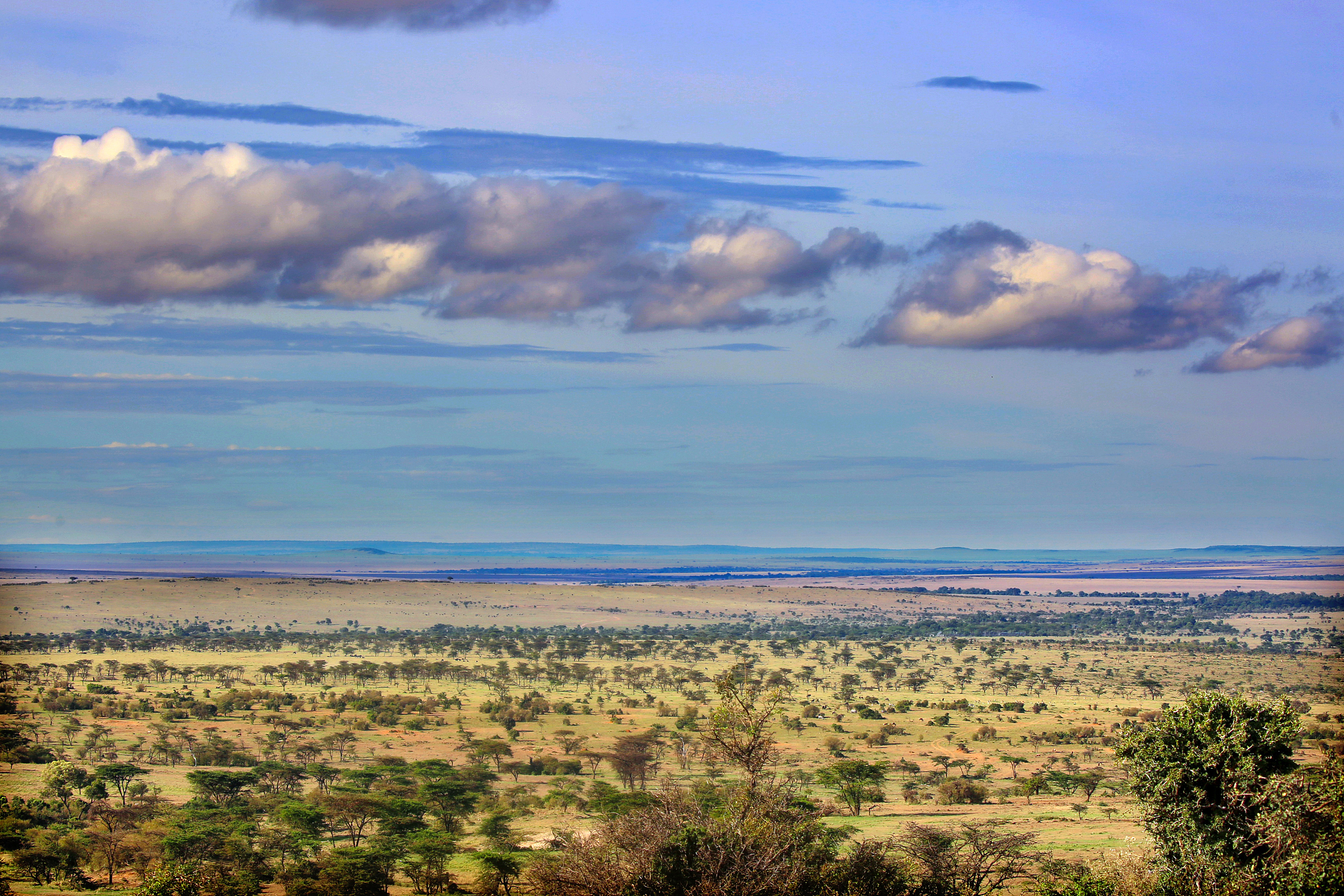 the masai mara plains in kenya