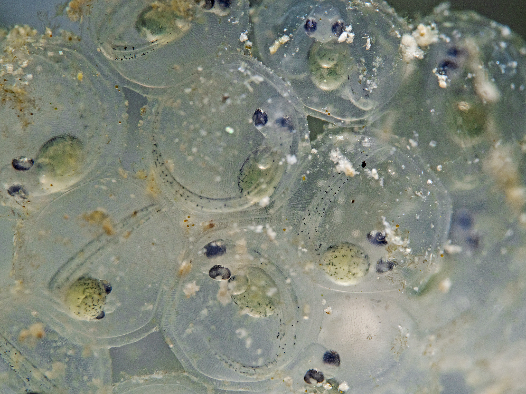 夜光藻是赤潮吗