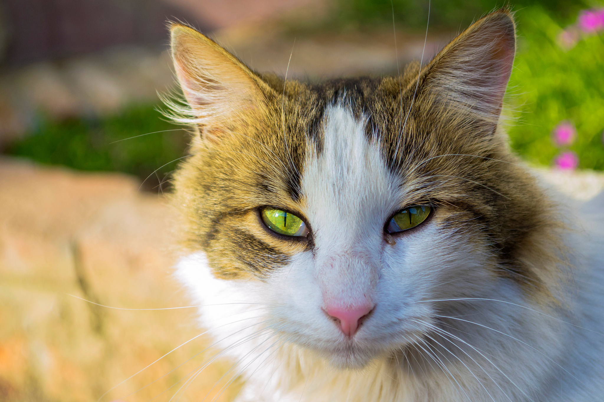 close-up of cat