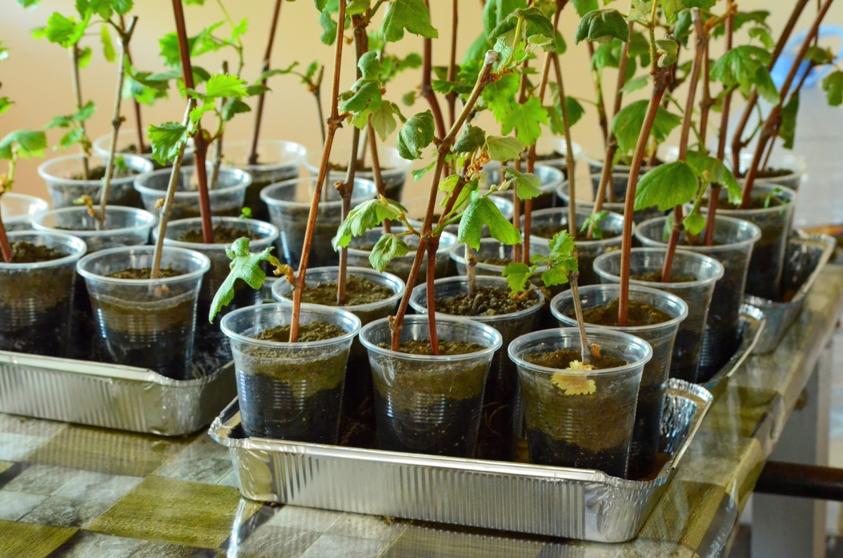 水中溶解氧变化对水培植物的影响