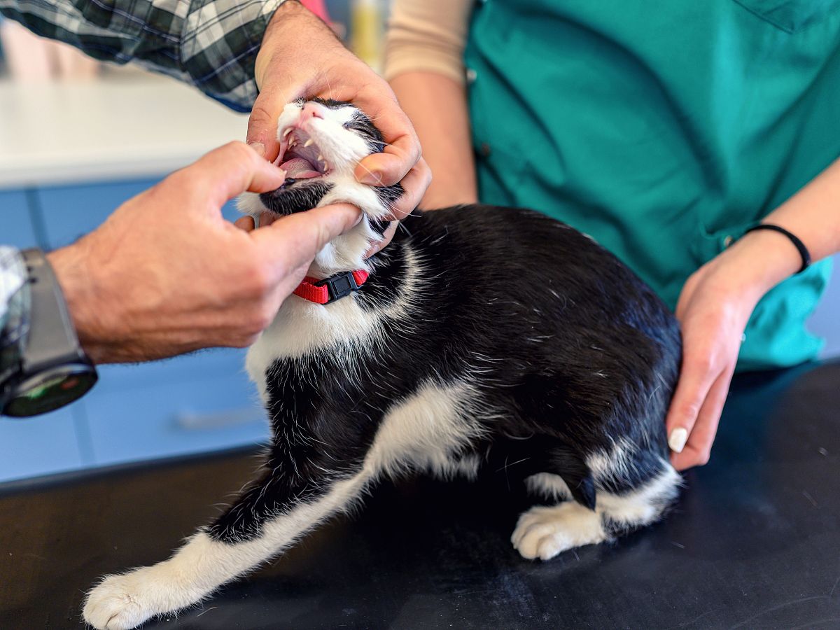 宠物恶性肿瘤治疗药物：20种常用药物及作用机制