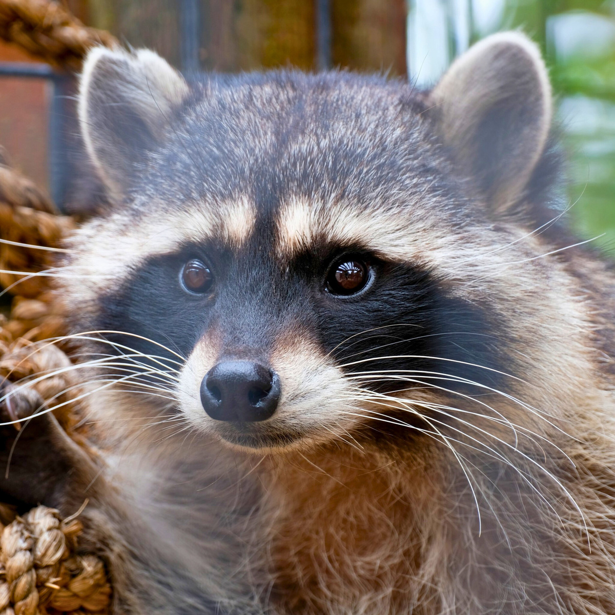“Raccoon”的中文翻译是什么？