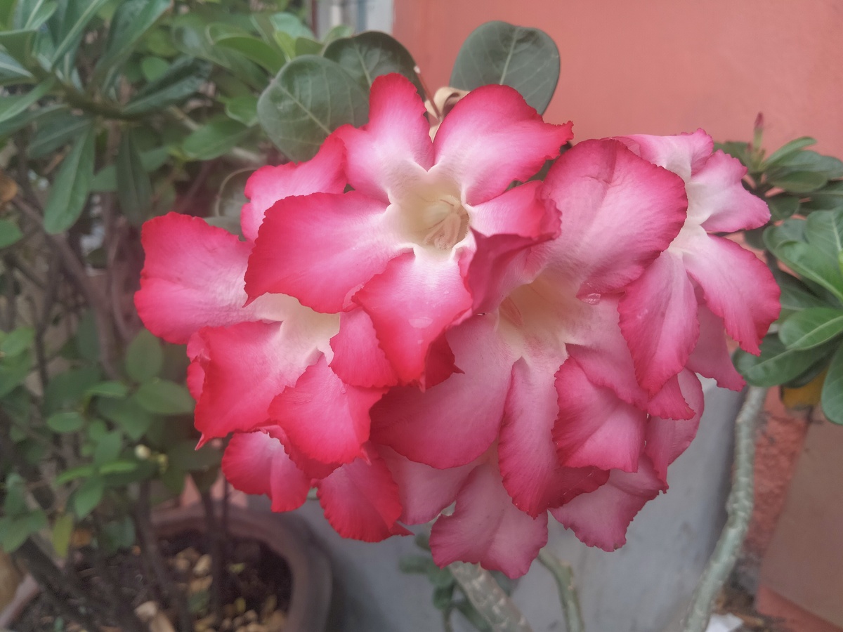 写一个虎刺梅的介绍