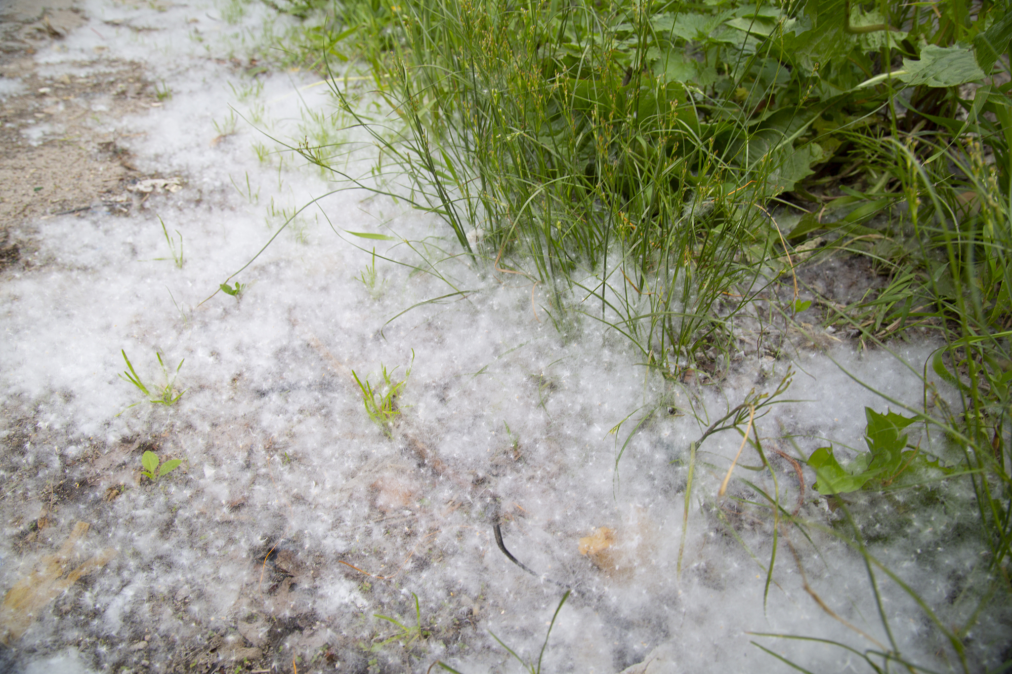 关于杨絮的故事