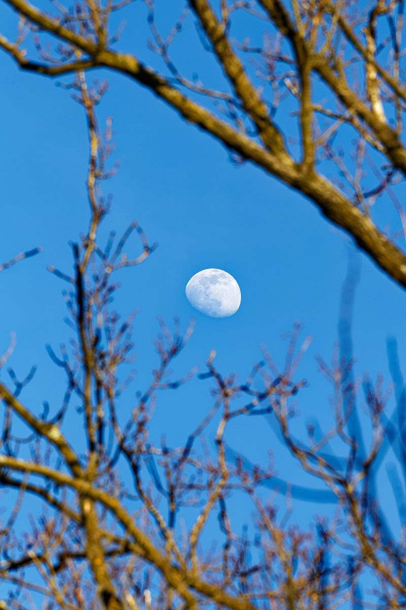 奈何明月照沟渠